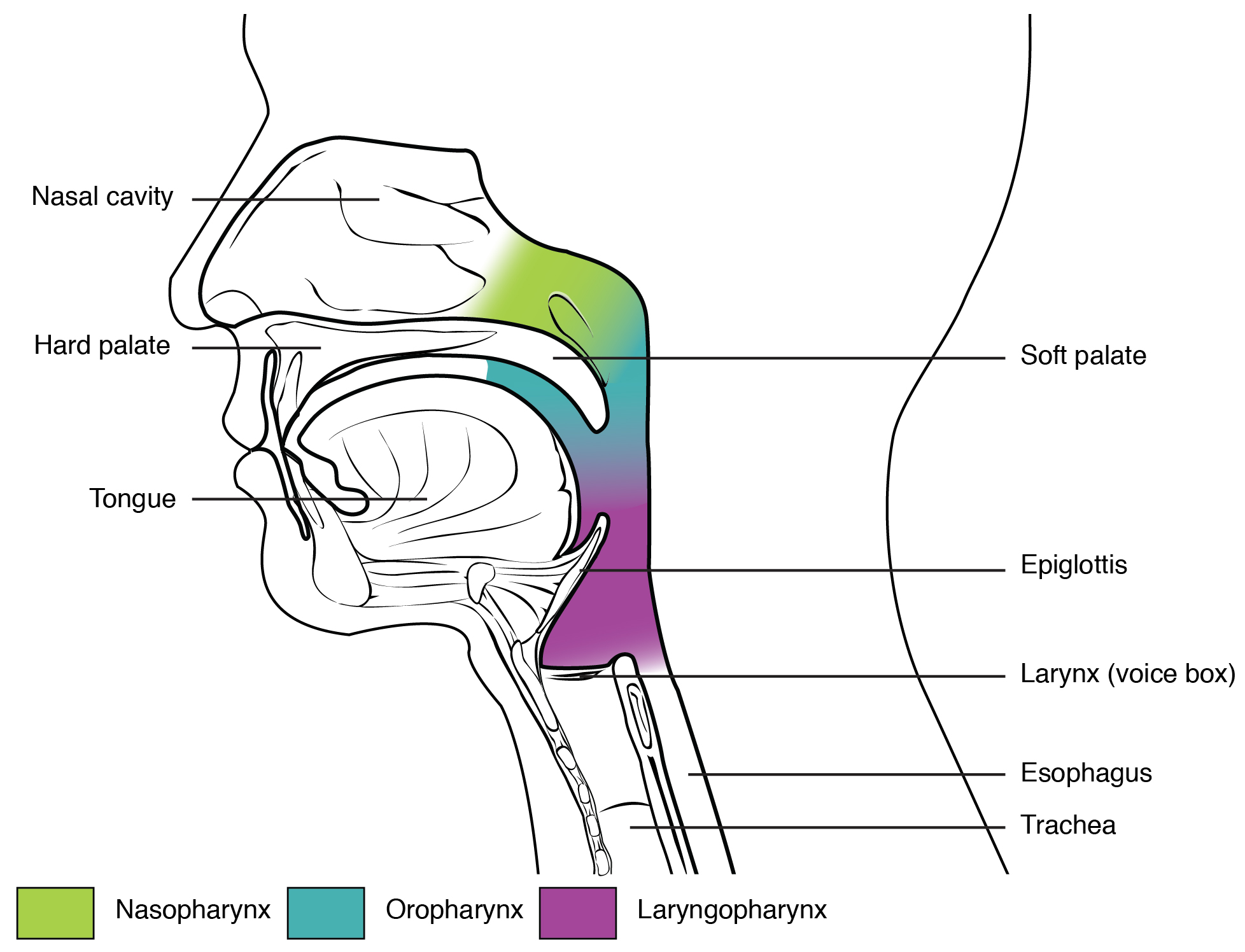 This figure shows the side view of the face. The different parts of the pharynx are color-coded and labeled.