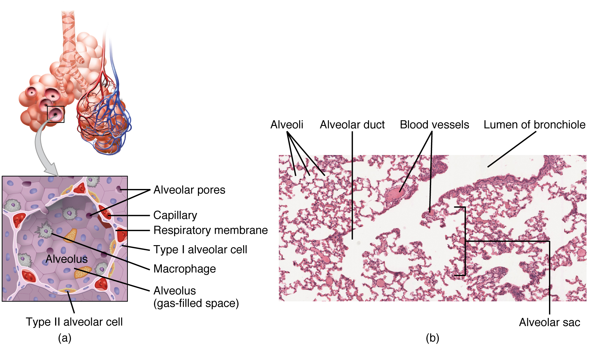 Image result for tissue structure of the lung"