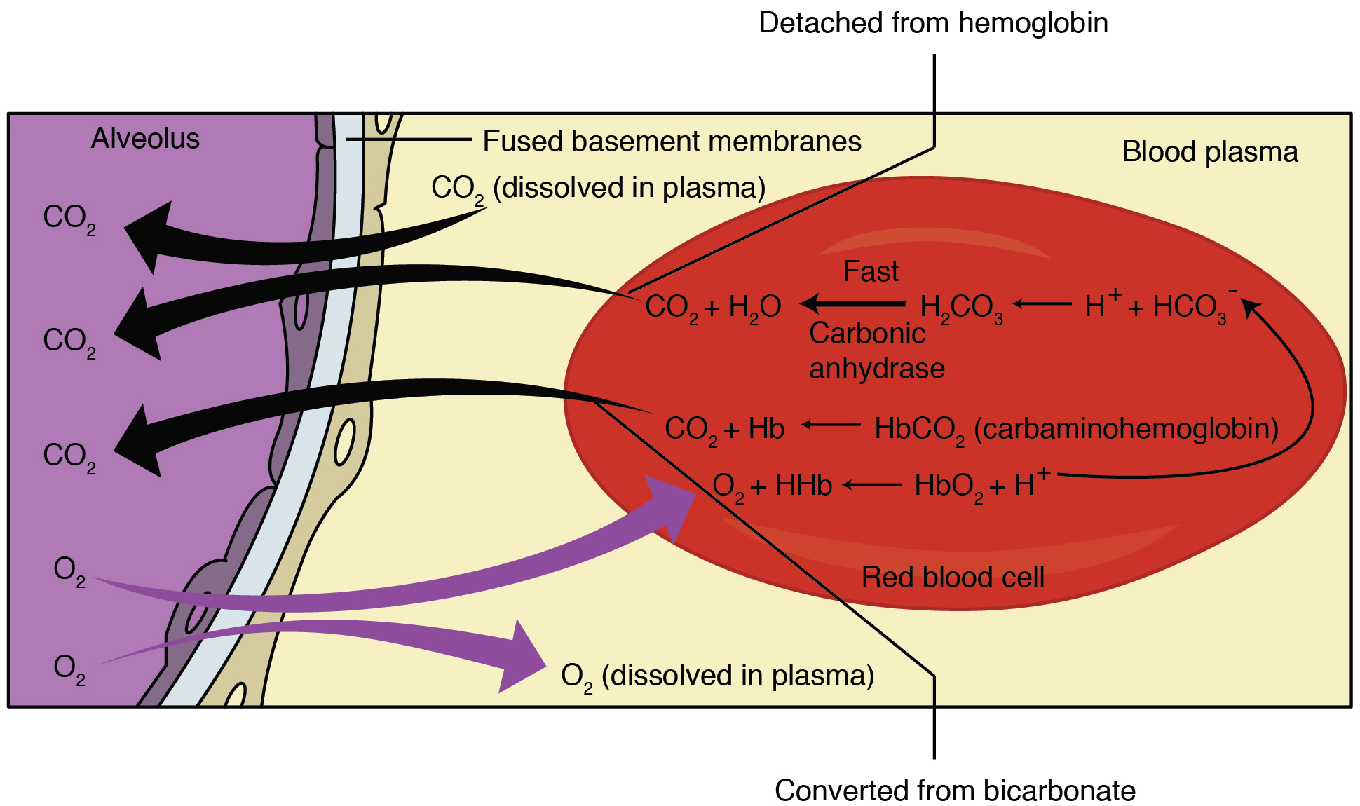 Labeled diagram of the lungs/respiratory system - SERC