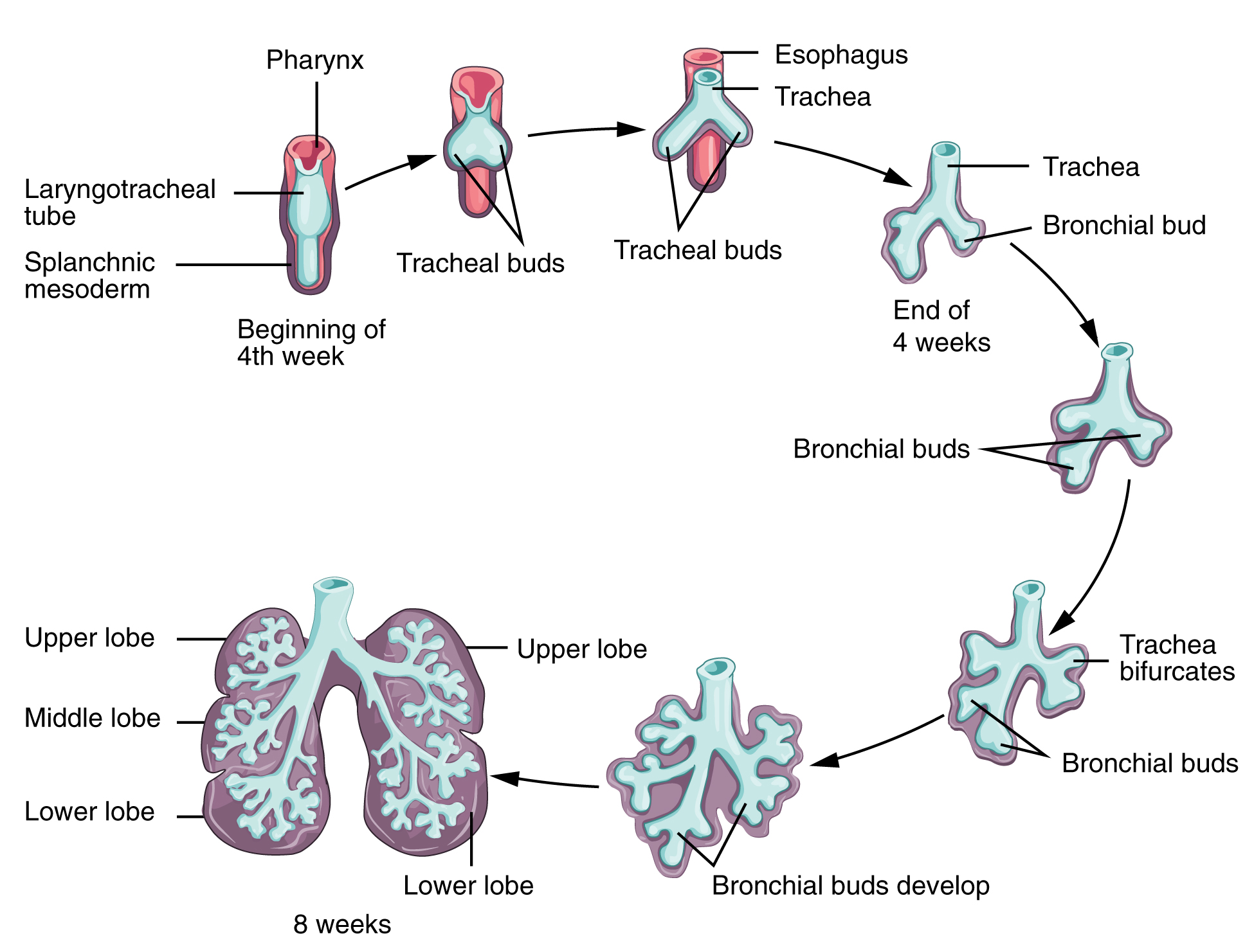 Respiratory Disease Fact Chart Answer Key
