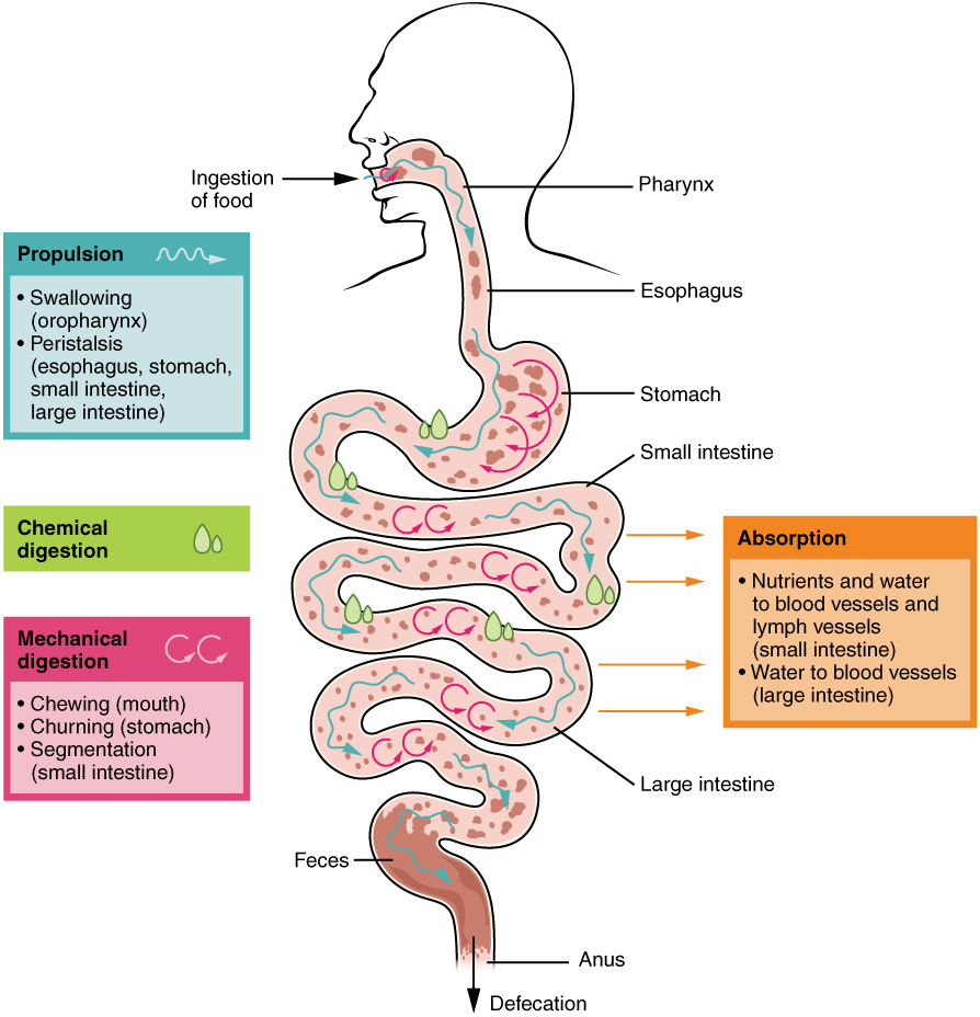 mechanical of digestion Anatomy System 23.2 Digestive Regulation â€“ and Processes