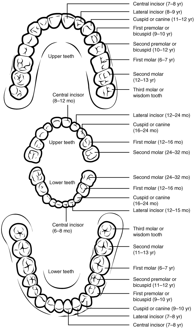 Names Of Teeth In The Human Mouth