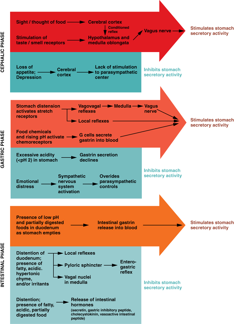 control how gastric Physiology 23.4 The and Stomach Anatomy â€“