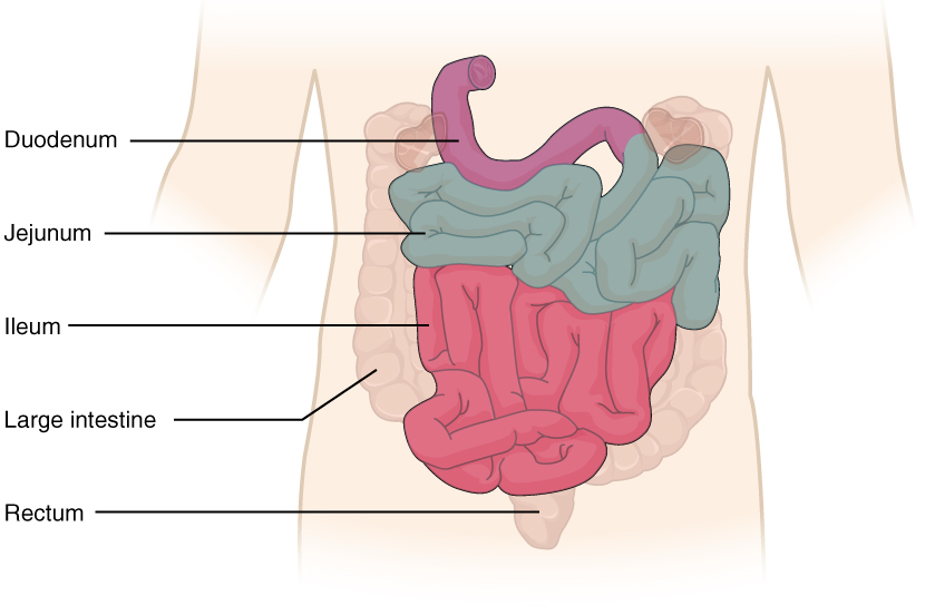 235 The Small And Large Intestines Anatomy And Physiology 8616