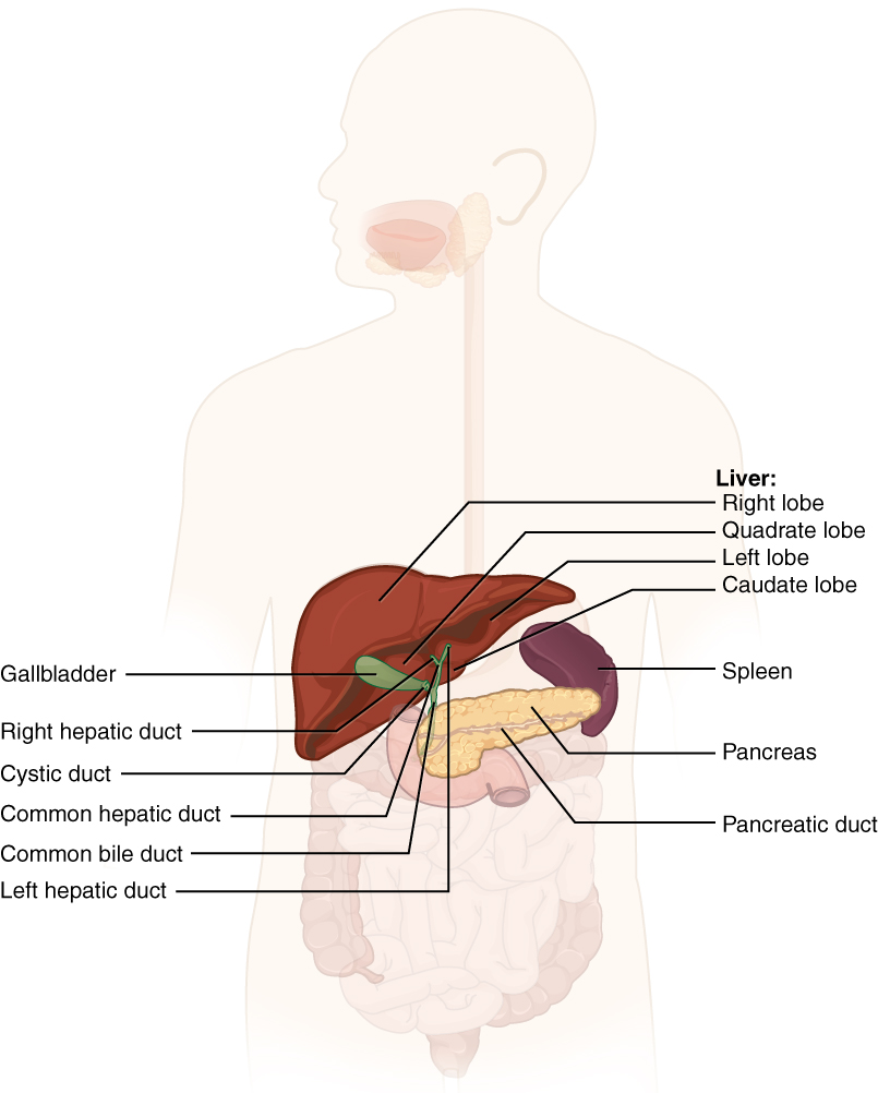 23 6 Accessory Organs In Digestion The Liver Pancreas And