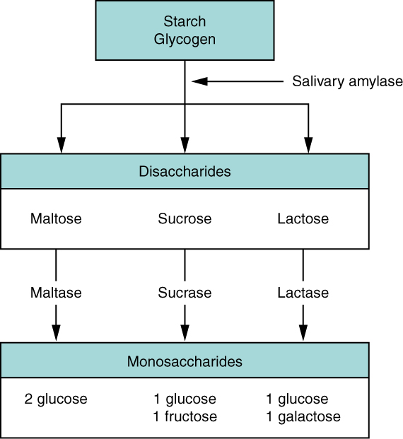 list the substrate and the subunit product of amylase