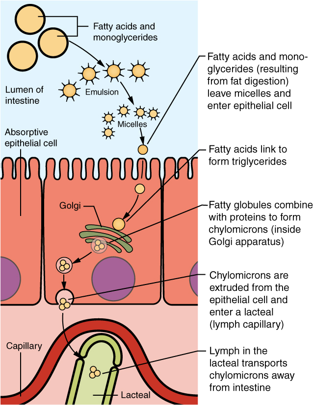 23 7 Chemical Digestion And Absorption A Closer Look Anatomy And 