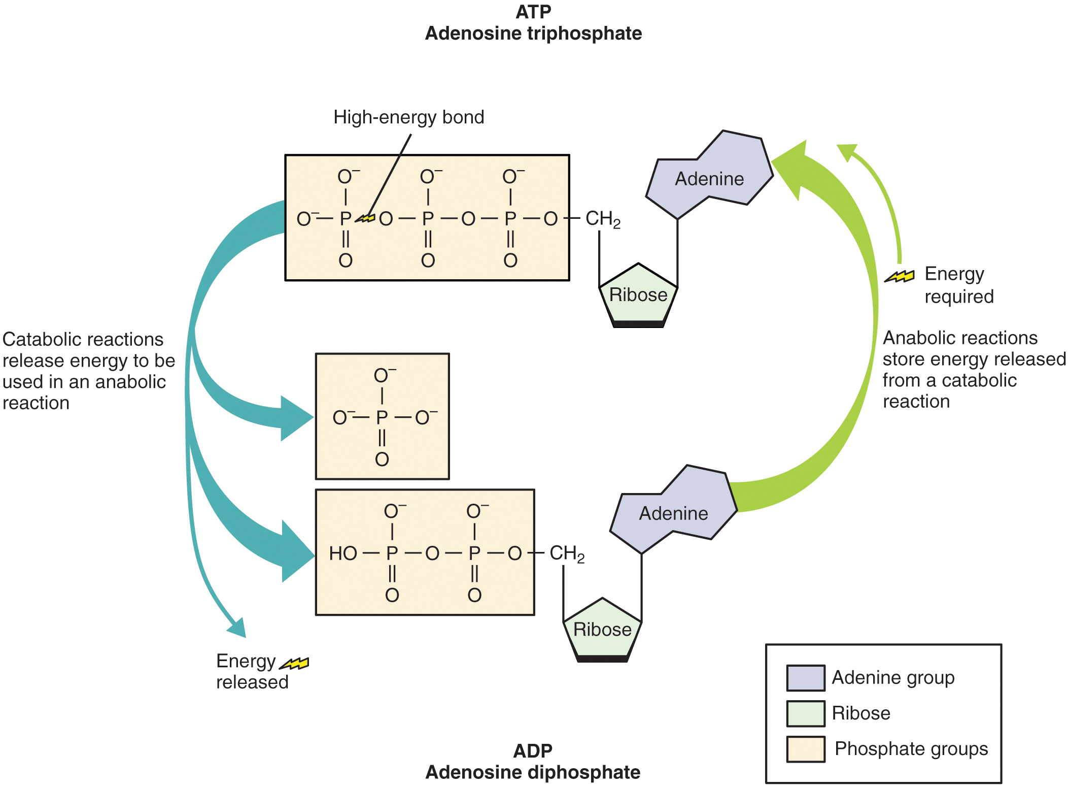 how-apartments-works-new-what-is-atp-used-for