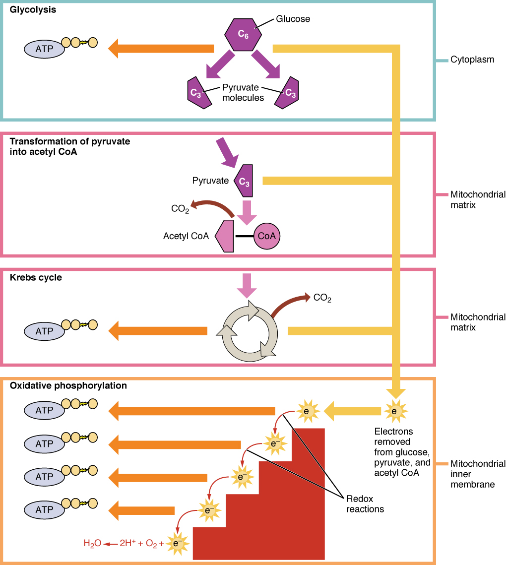 stored energy process 3 steps in human body