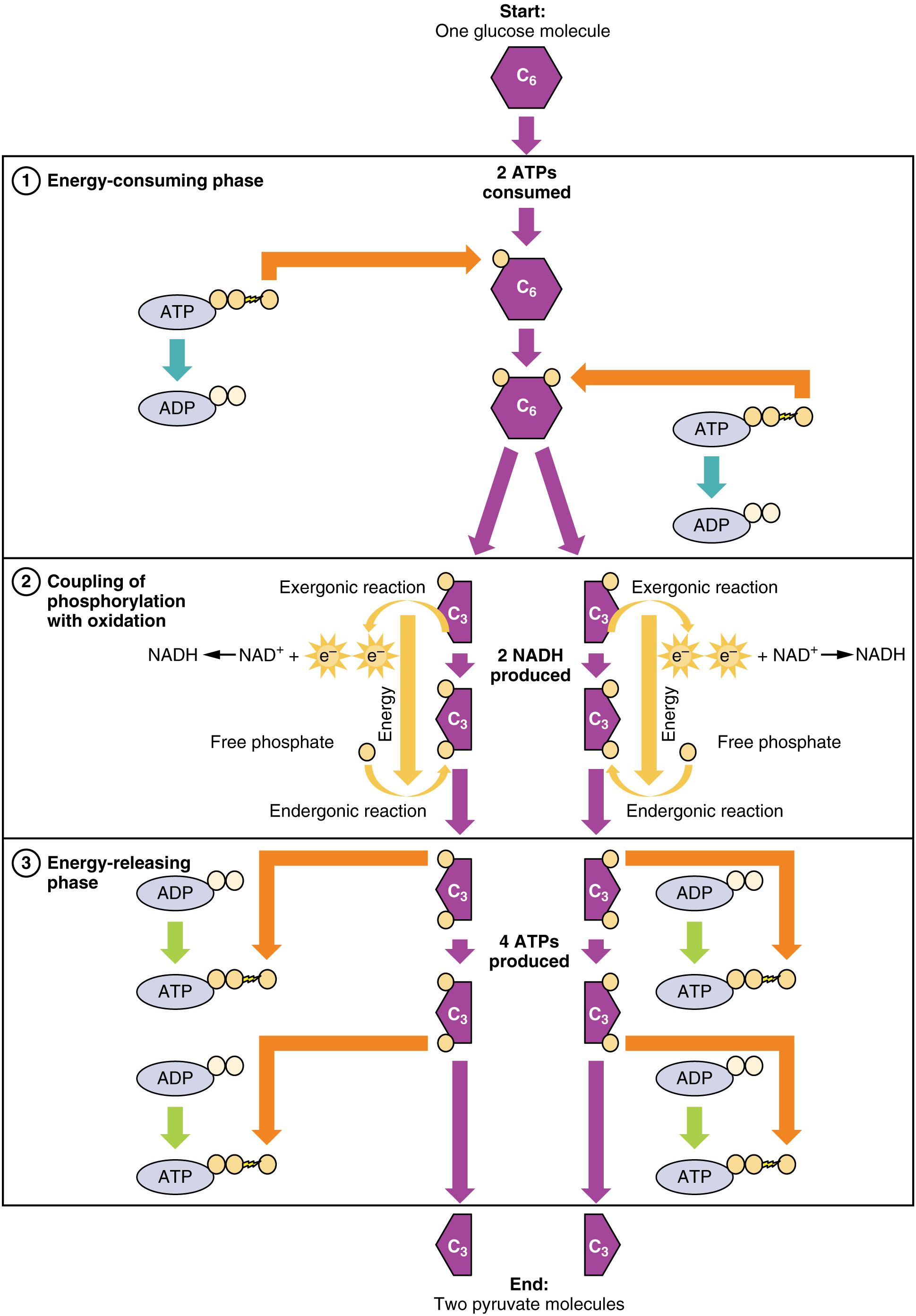 What is glycolysis followed by in the presence of oxygen?