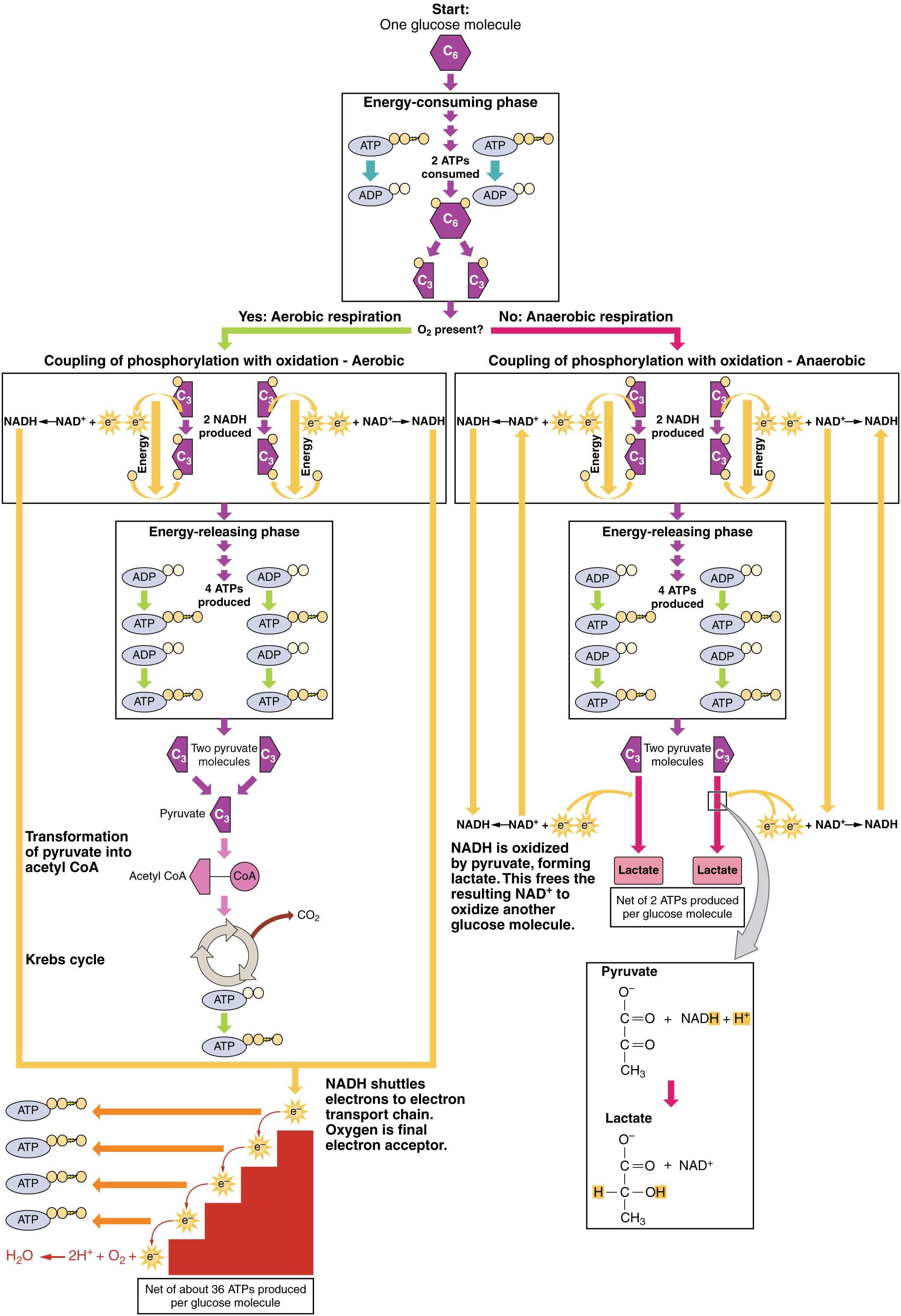 This flowchart shows the processes of anaerobic and aerobic respiration. The top image shows the energy consuming phase of glycolysis. This branches into aerobic respiration on the left and anaerobic respiration on the right.