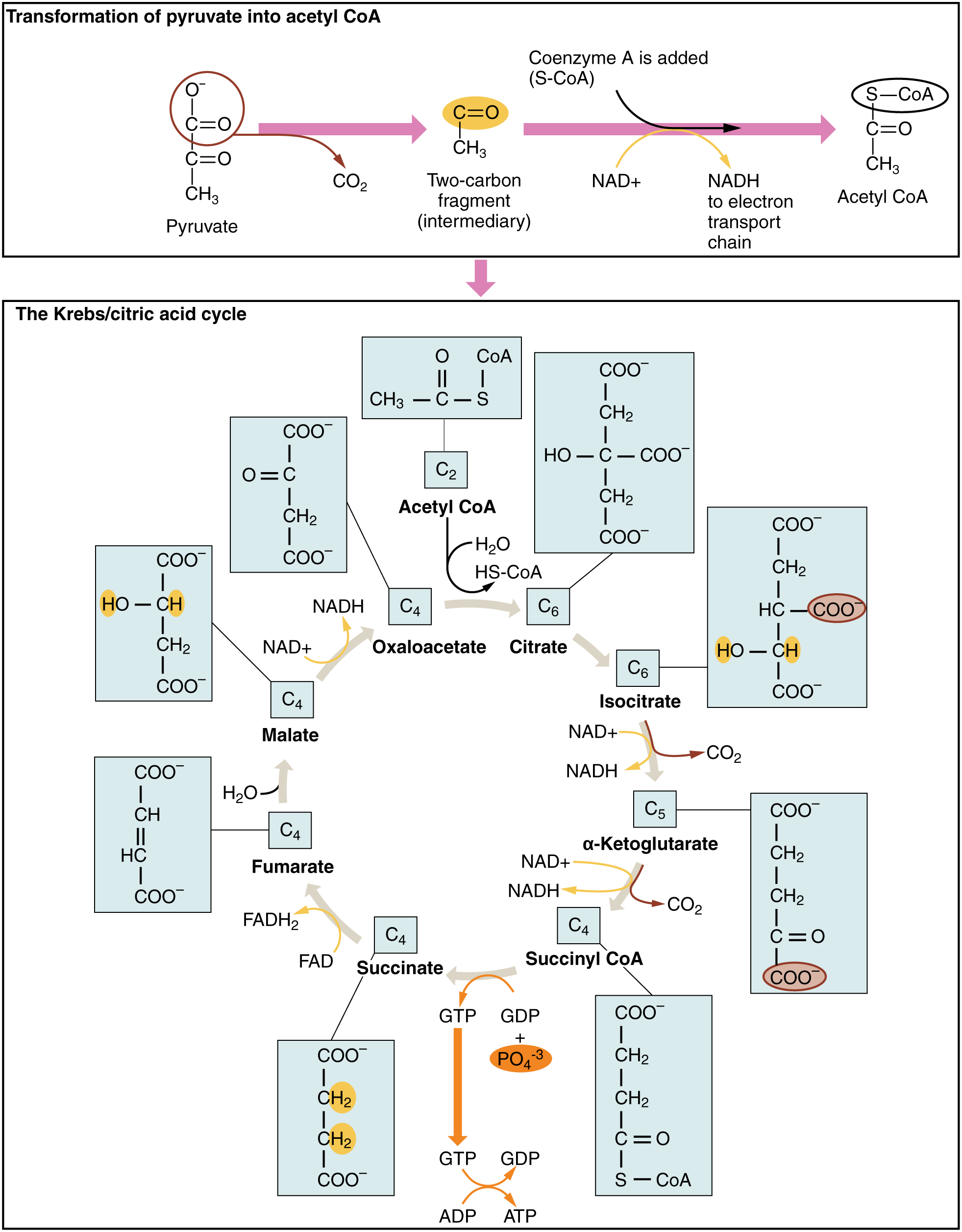 Carbohydrate Metabolism Chart