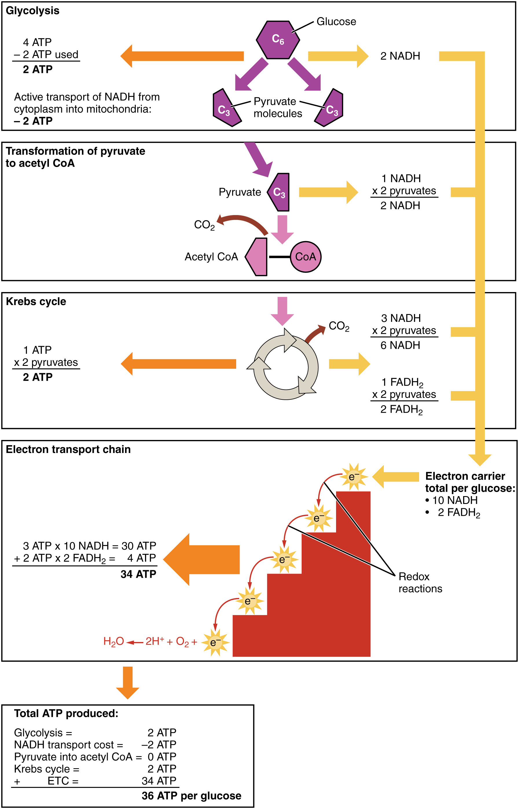 body lipids how uses Anatomy â€“ 24.2 and Physiology Carbohydrate Metabolism