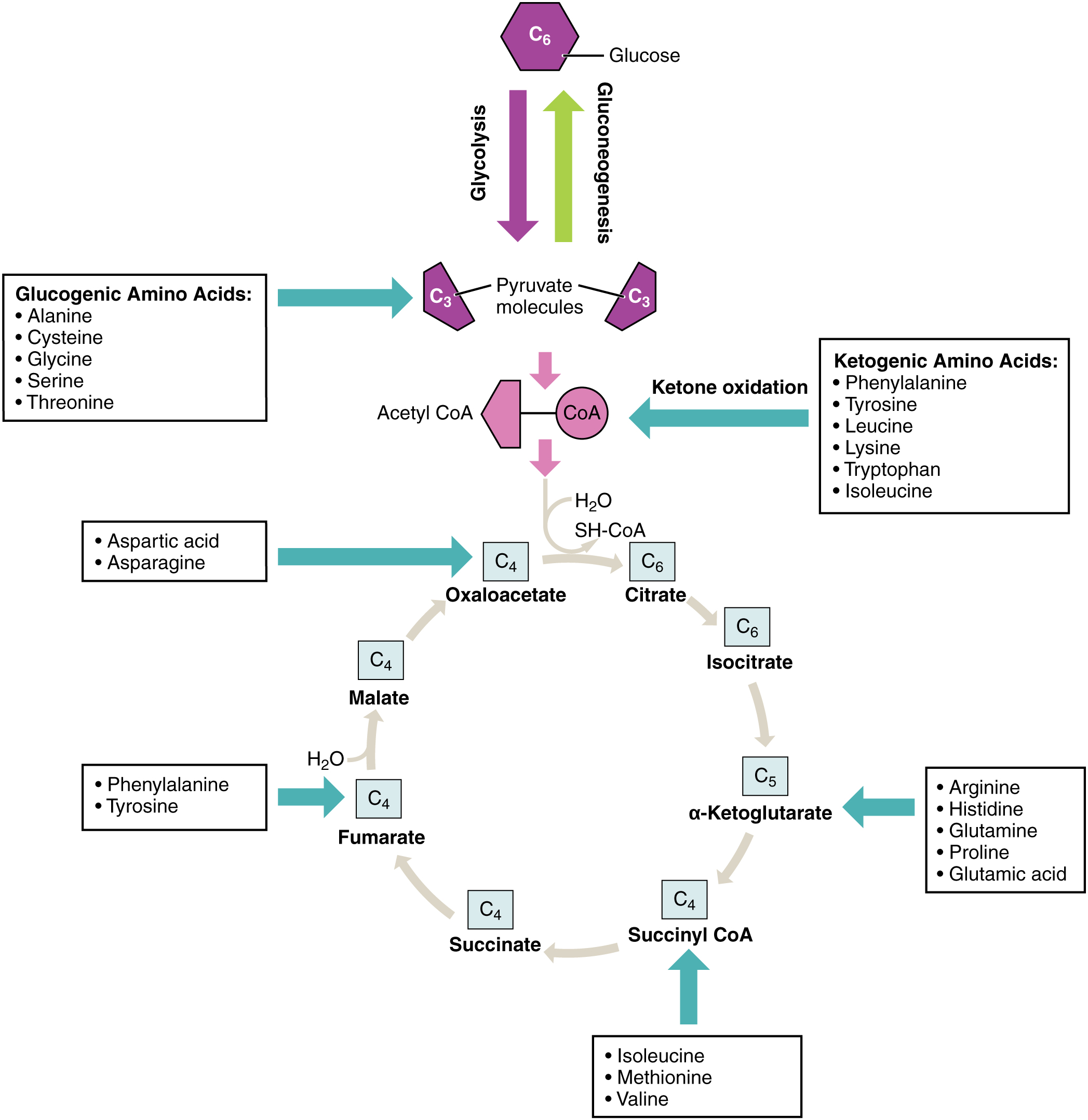 This figure shows the different reactions in which products of carbohydrate breakdown are converted into different amino acids.