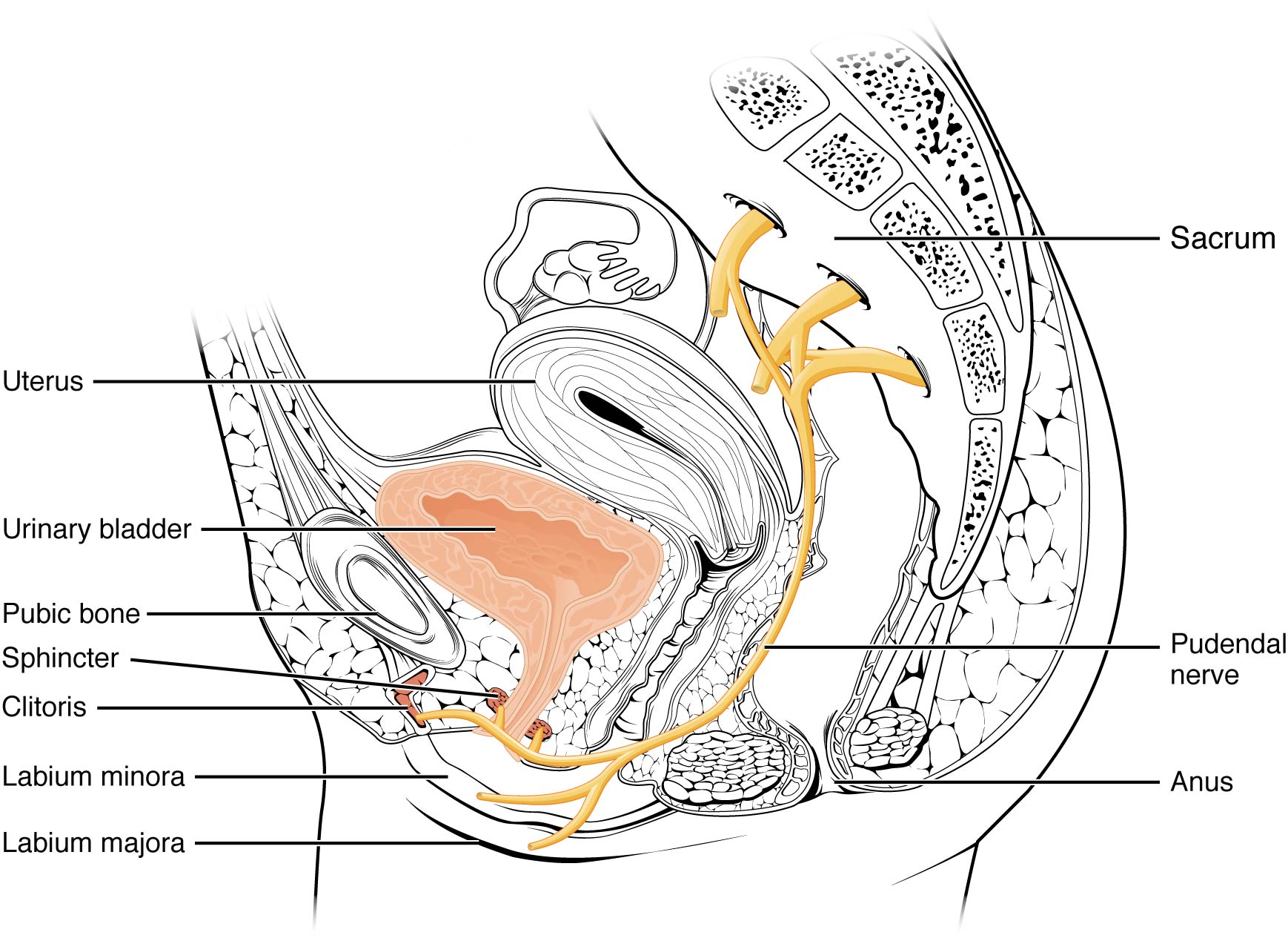 25 2 Gross Anatomy Of Urine Transport Anatomy And Physiology