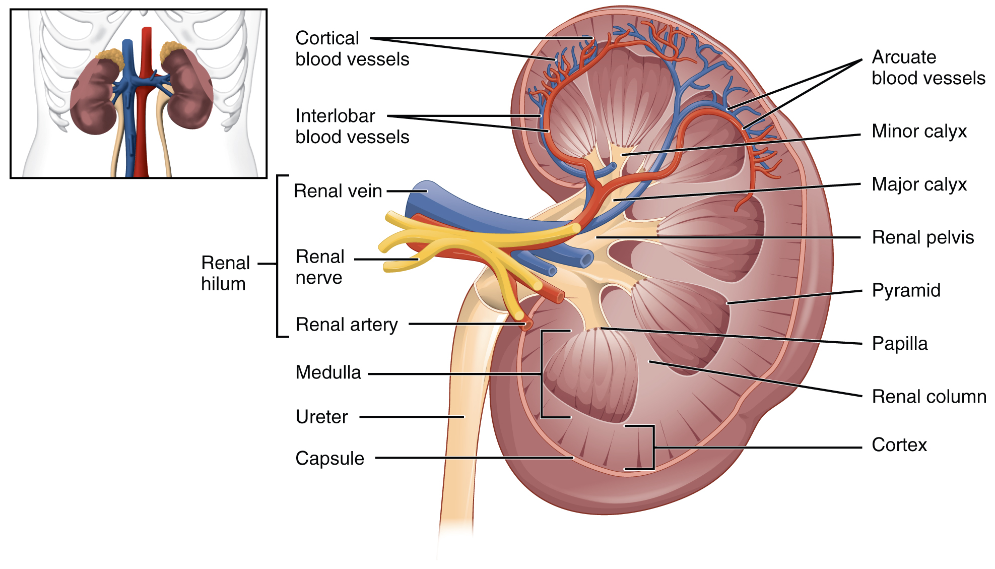 25.3 Gross Anatomy of the Kidney – Anatomy and Physiology