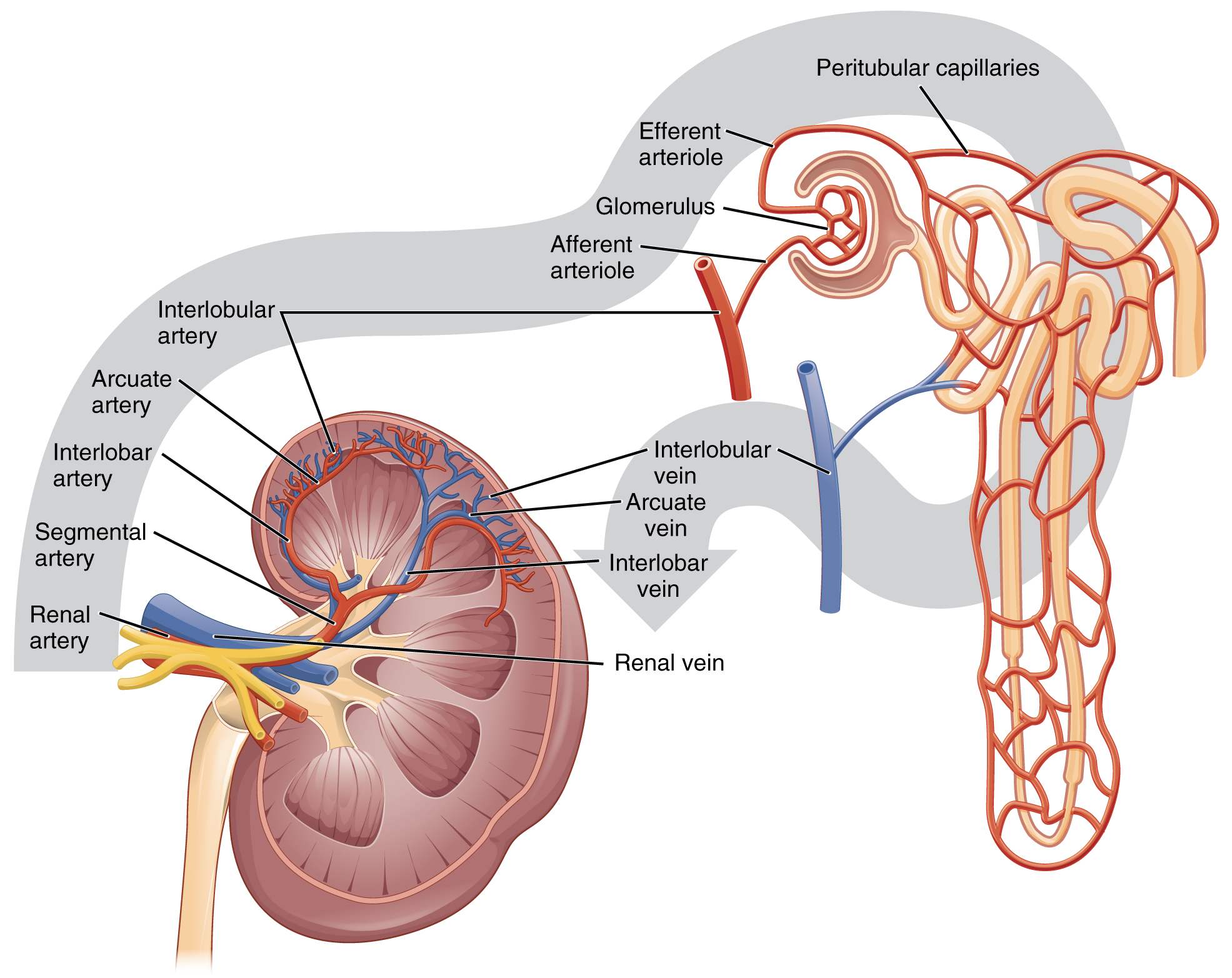 Pathway Of Blood Flow To The Right Kidney Flow Chart