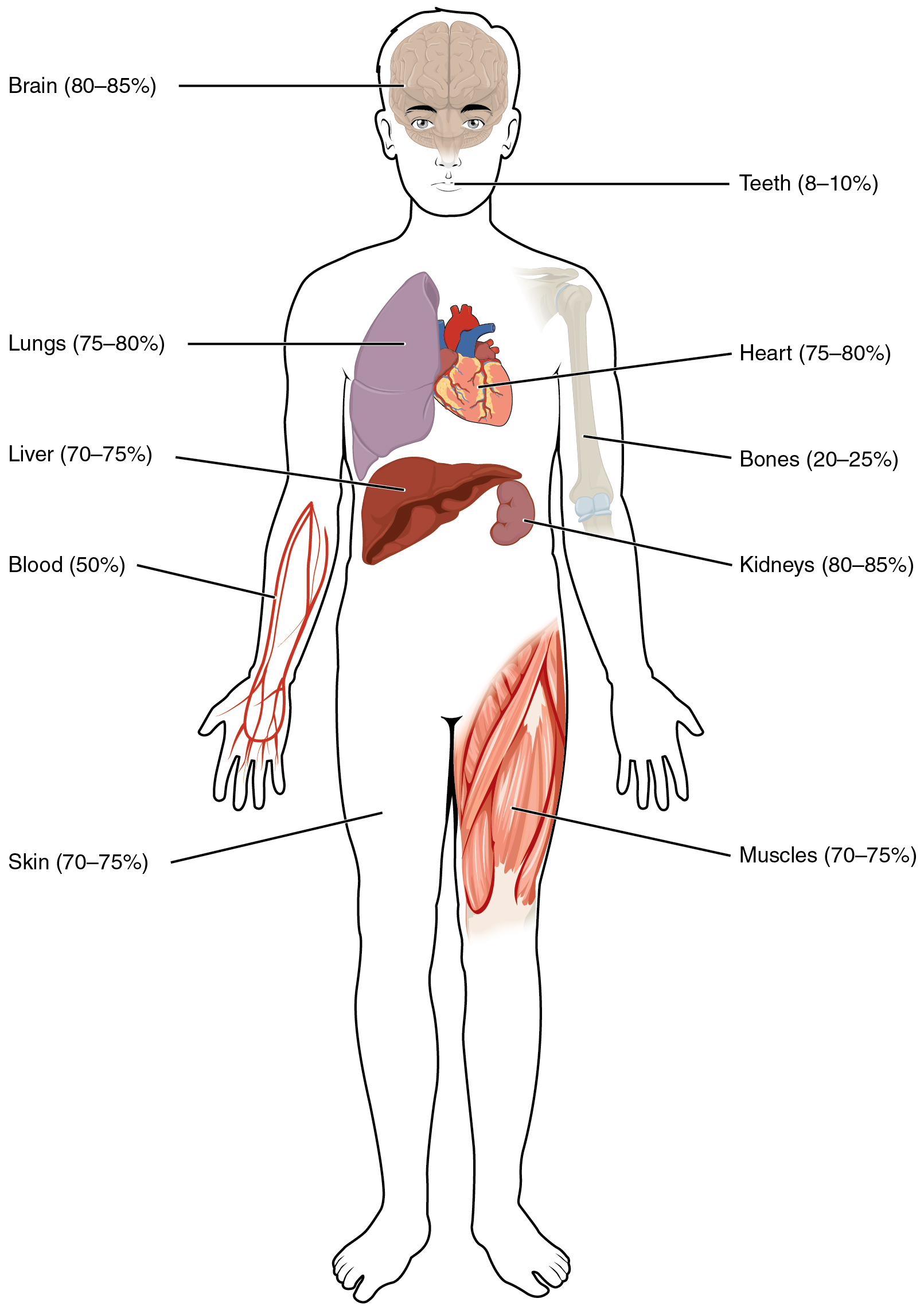 how fluid hold can your much lungs Fluids and and 26.1 Compartments â€“ Fluid Body Anatomy