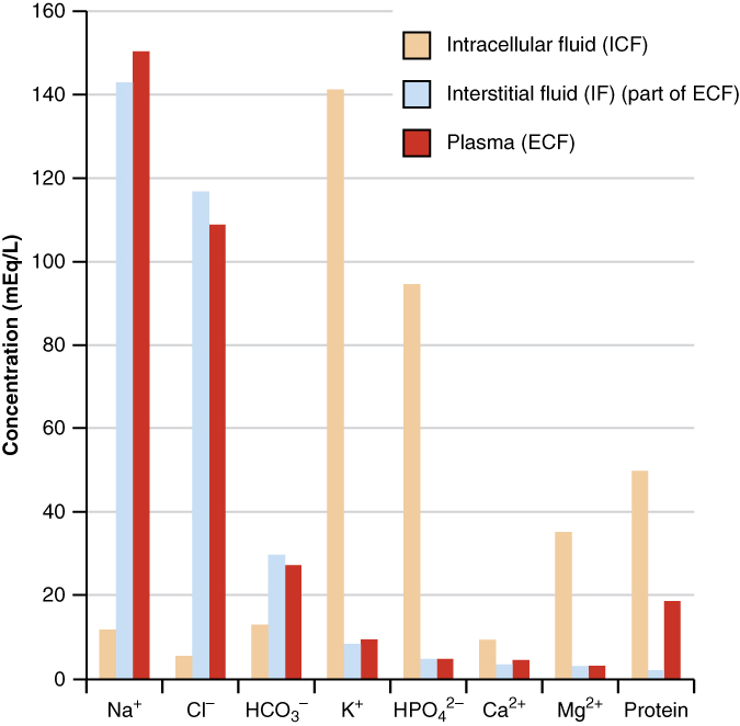 This bar graph shows the concentration of several ions and proteins in intracellular fluid, interstitial fluid and plasma. The ions and proteins are categories on the X axis . The Y axis shows concentration, in milliequivalents per liter, ranging from zero to 160. Three different colored bars are shown above each compound on the X axis. One bar represents intracellular fluid (ICF), a second bar represents interstitial fluid (IF, which is part of ECF) and the third bar represents plasma (ECF). Intracellular fluid contains high concentrations of K plus and HPO four two minus. It has lower concentrations of MG two plus and protein, and negligible amounts of the other compounds. Interstitial fluid contains high concentrations of NA plus and CL minus, along with a smaller amount of HCO 3 minus, and negligible amounts of the other compounds. Plasma contains large concentrations of NA plus and CL minus, with smaller concentrations of HCO 3 minus and protein, and negligible amounts of the other compounds.