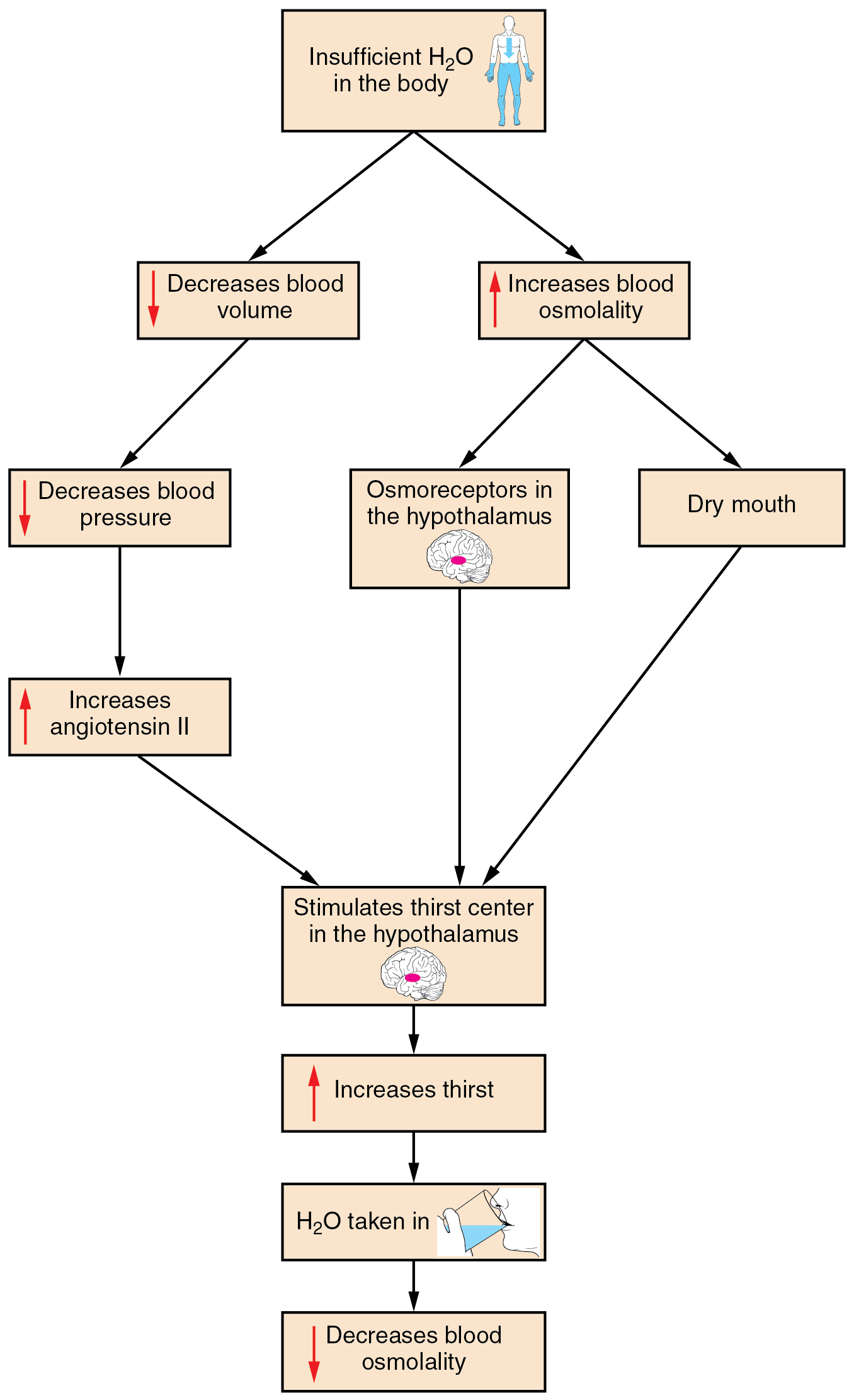 26.2 Water Balance - Anatomy and Physiology