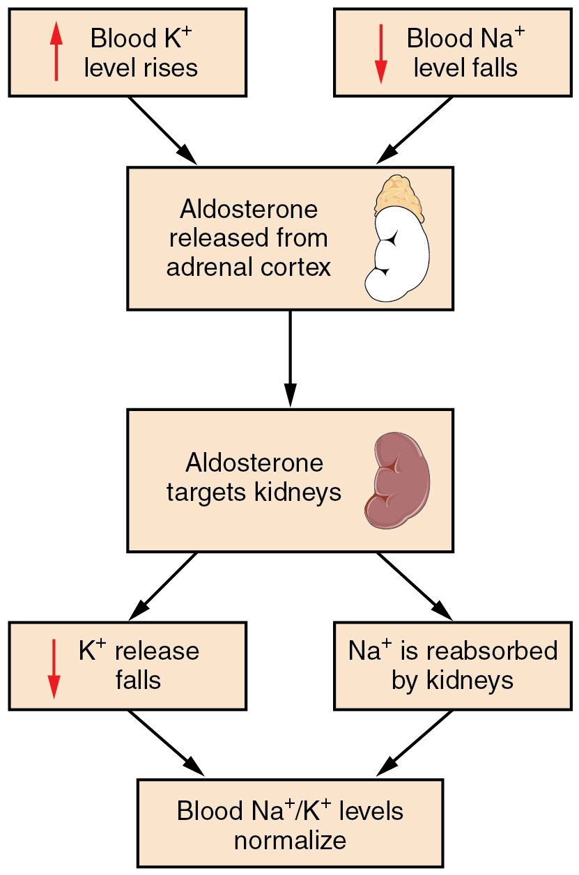 26.3 Electrolyte Balance - Anatomy and Physiology