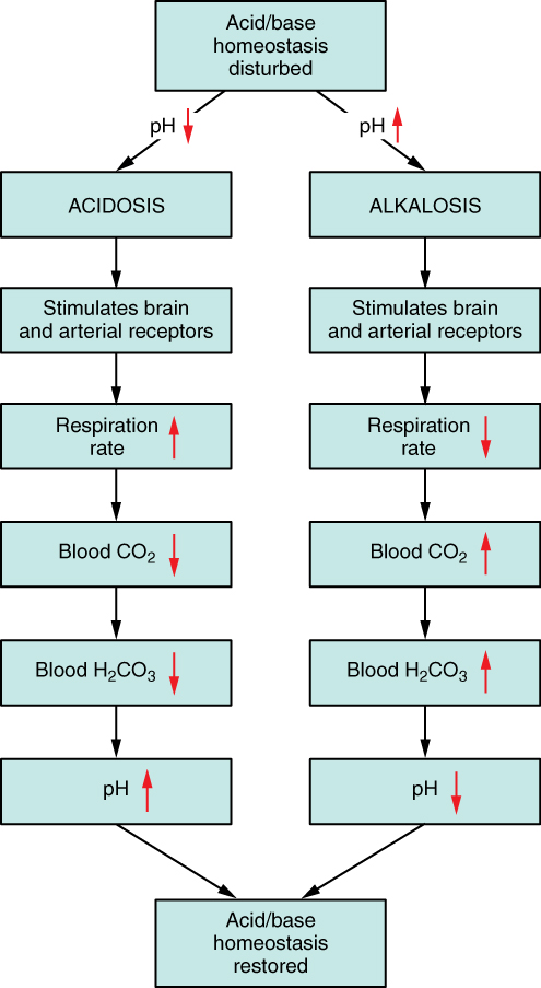 What are normal CO2 levels in the body?