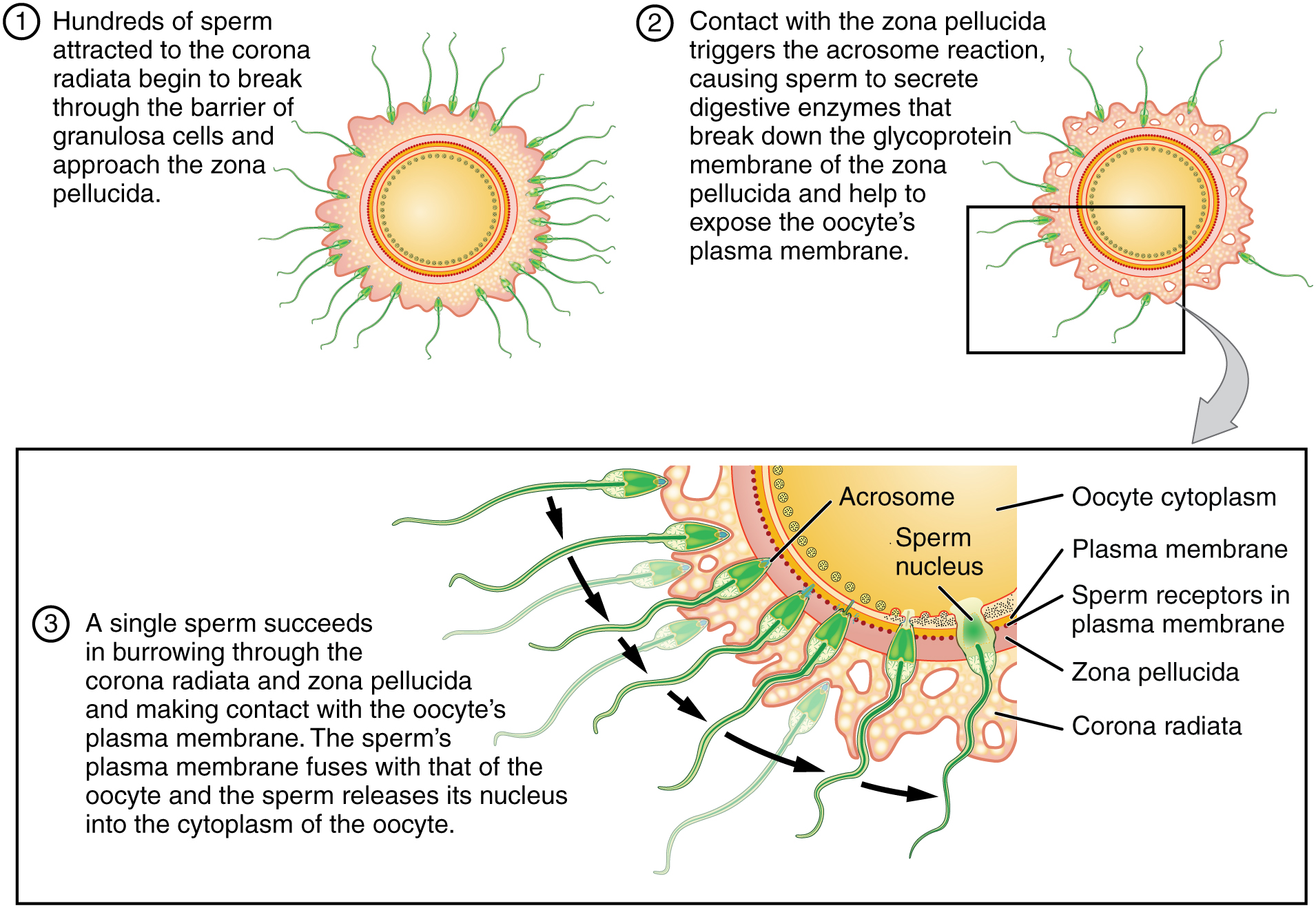 28.1 Fertilization