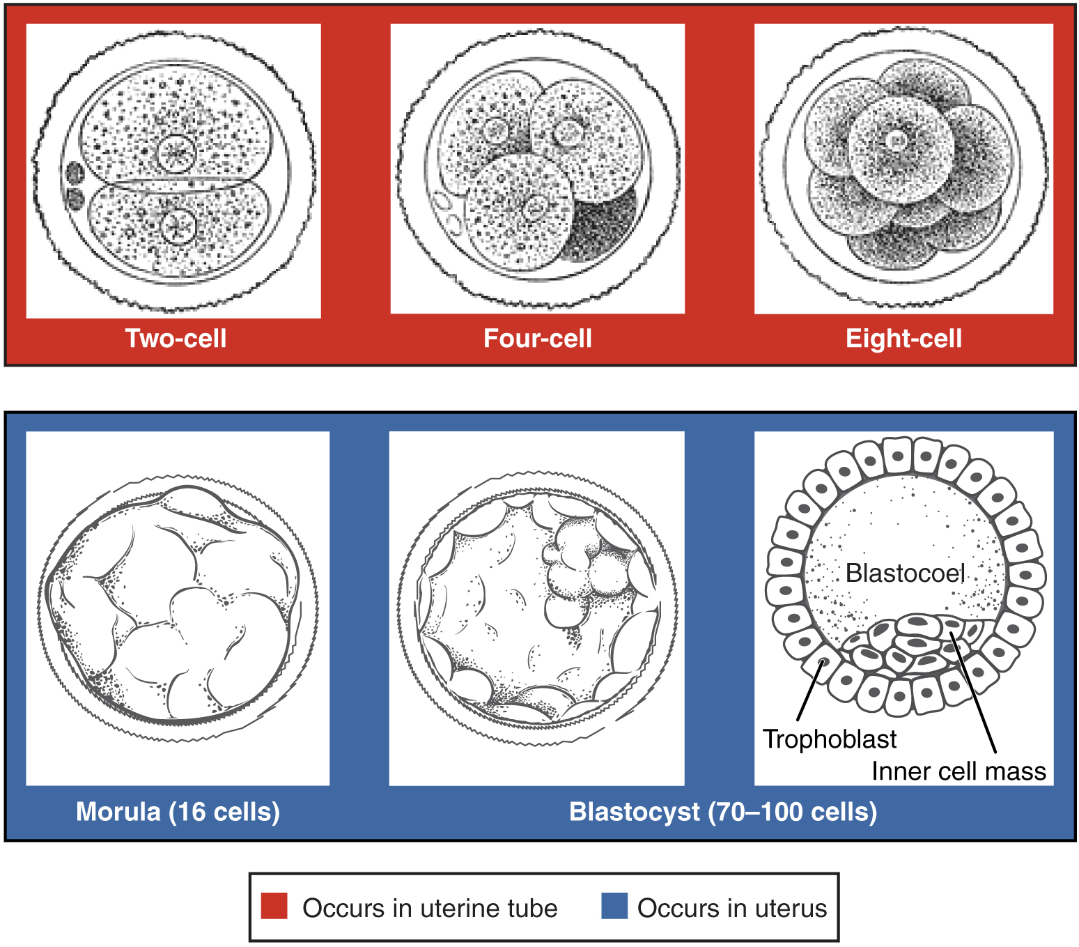 Complete The Following Chart About The Stages Of Prenatal Development