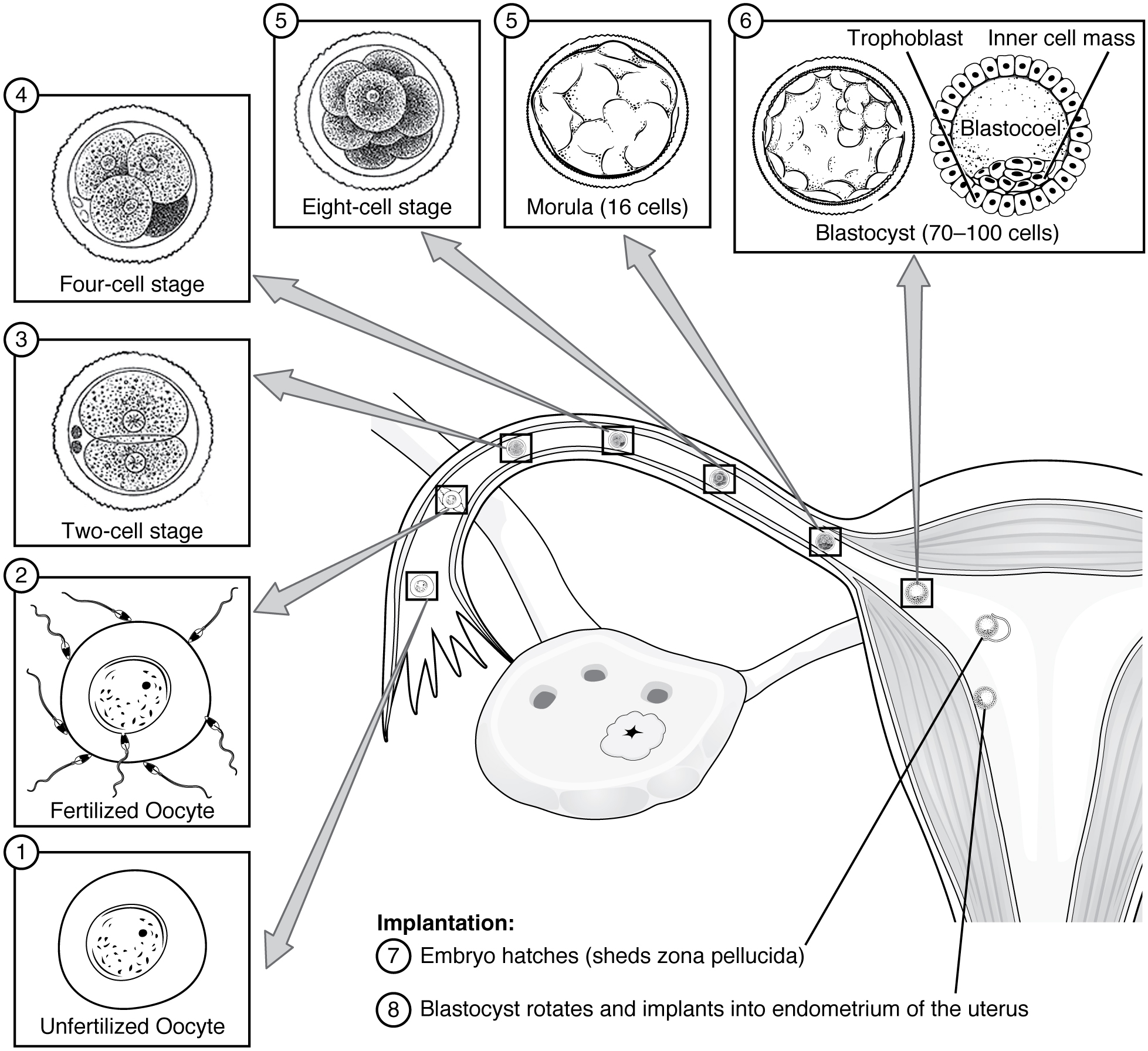 Complete The Following Chart About The Stages Of Prenatal Development