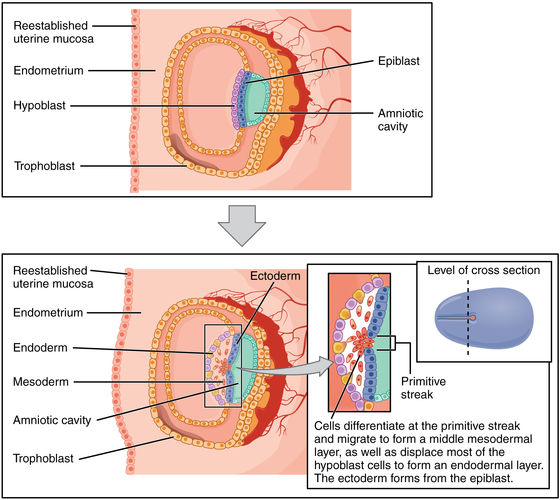 stages of conception and implantation