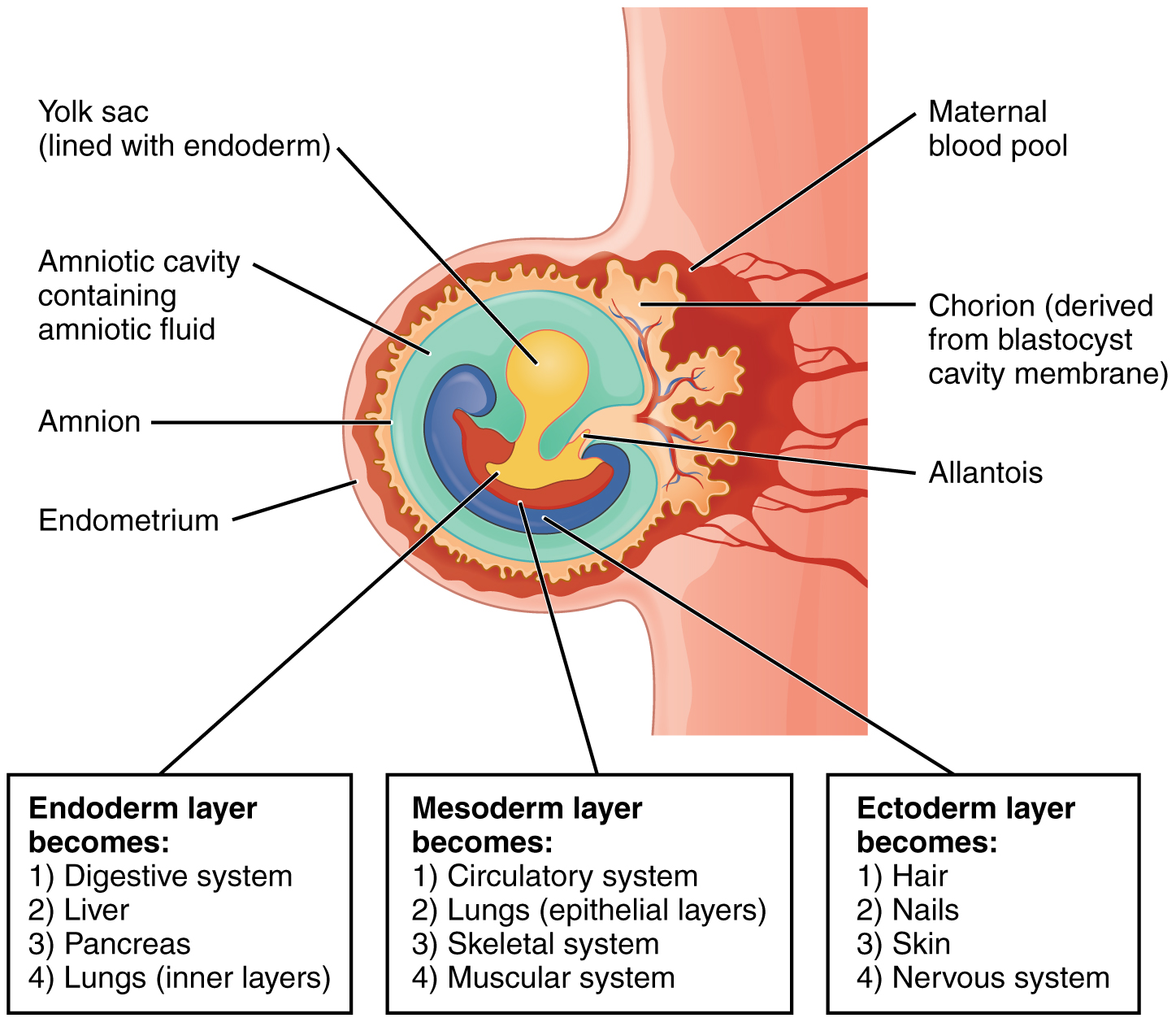 is fluid formed how amniotic Embryonic Physiology and â€“ Anatomy Development 28.2