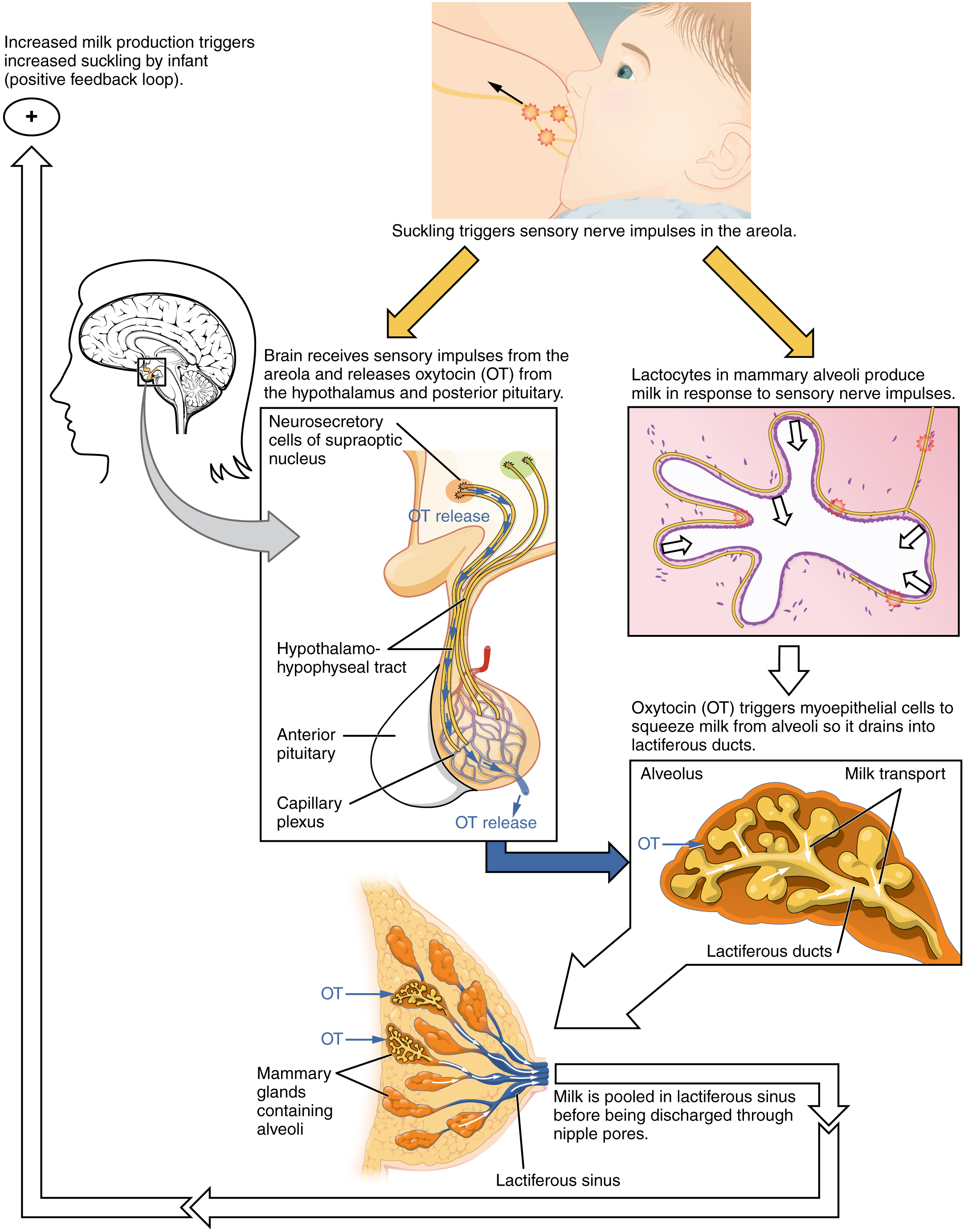 28 6 Lactation Anatomy And Physiology