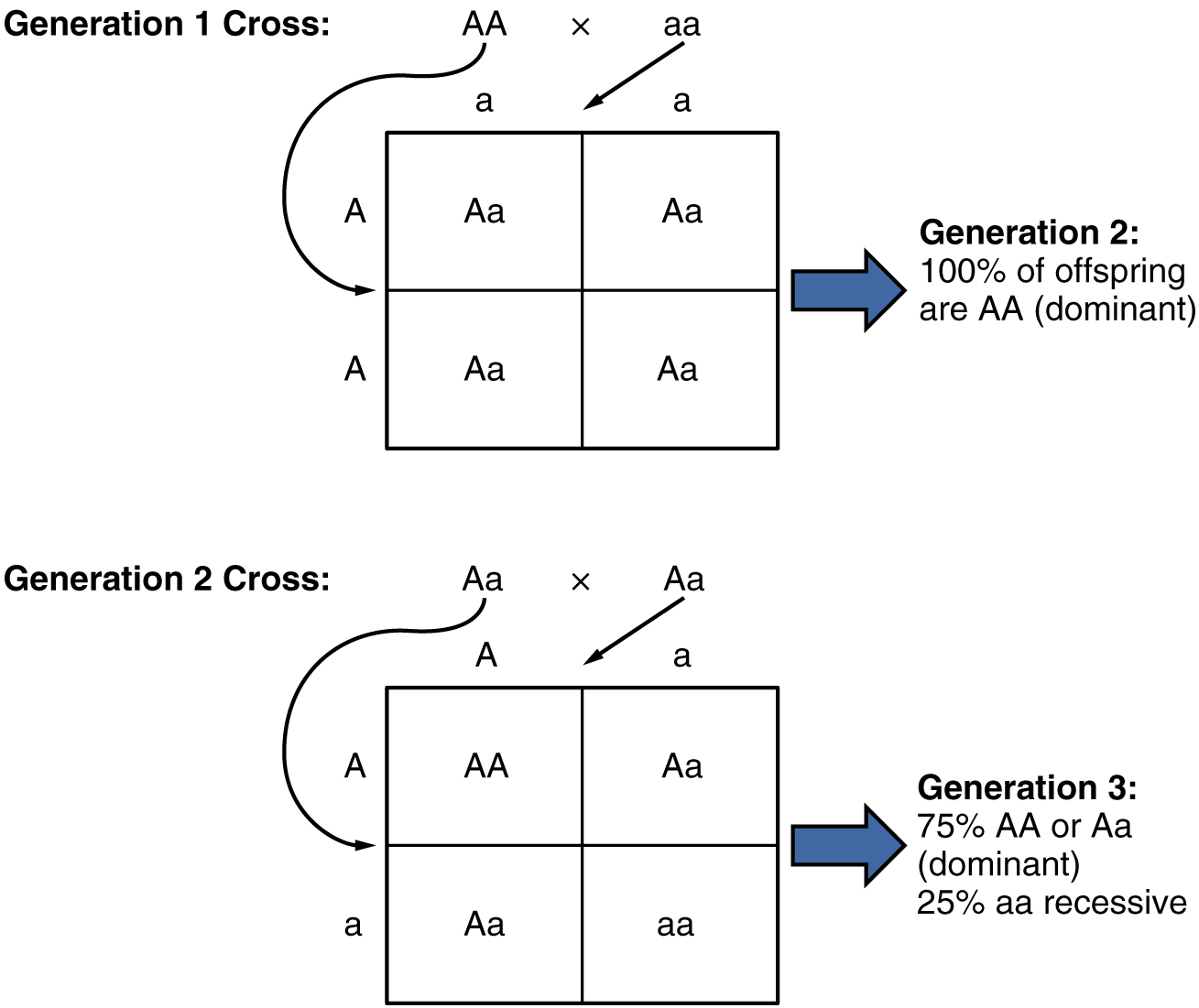 This diagram shows the genetics experiment conducted by Mendel. The top panel shows the offspring from first generation cross and the bottom panel shows the offspring from the second generation cross.