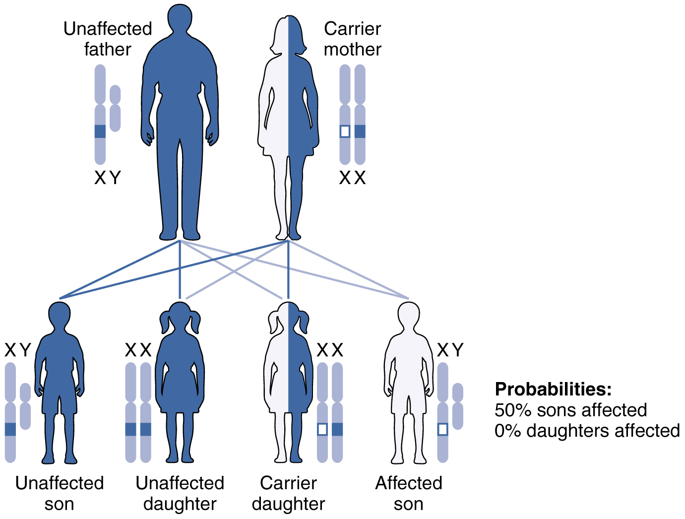 what is a recessive allele definition