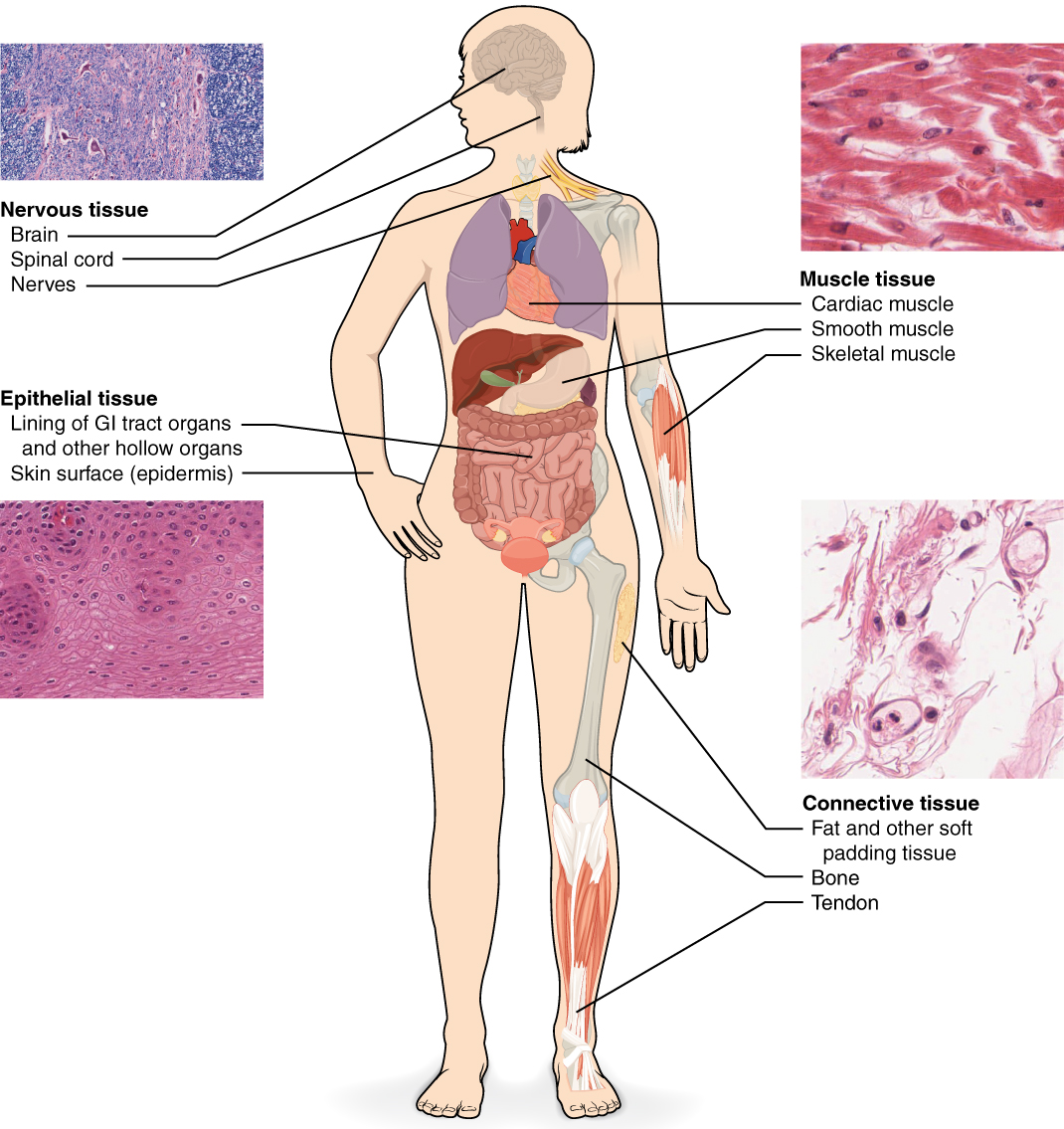 This diagram shows the silhouette of a female surrounded by four micrographs of tissue. Each micrograph has arrows pointing to the organs where that tissue is found. The upper left micrograph shows nervous tissue that is whitish with several large, purple, irregularly-shaped neurons embedded throughout. Nervous tissue is found in the brain, spinal cord and nerves. The upper right micrograph shows muscle tissue that is red with elongated cells and prominent, purple nuclei. Cardiac muscle is found in the heart. Smooth muscle is found in muscular internal organs, such as the stomach. Skeletal muscle is found in parts that are moved voluntarily, such as the arms. The lower left micrograph shows epithelial tissue. This tissue is purple with many round, purple cells with dark purple nuclei. Epithelial tissue is found in the lining of GI tract organs and other hollow organs such as the small intestine. Epithelial tissue also composes the outer layer of the skin, known as the epidermis. Finally, the lower right micrograph shows connective tissue, which is composed of very loosely packed purple cells and fibers. There are large open spaces between clumps of cells and fibers. Connective tissue is found in the leg within fat and other soft padding tissue as well as bones and tendons.