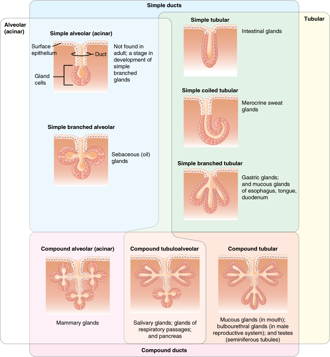 Types Of Epithelial Tissue Chart