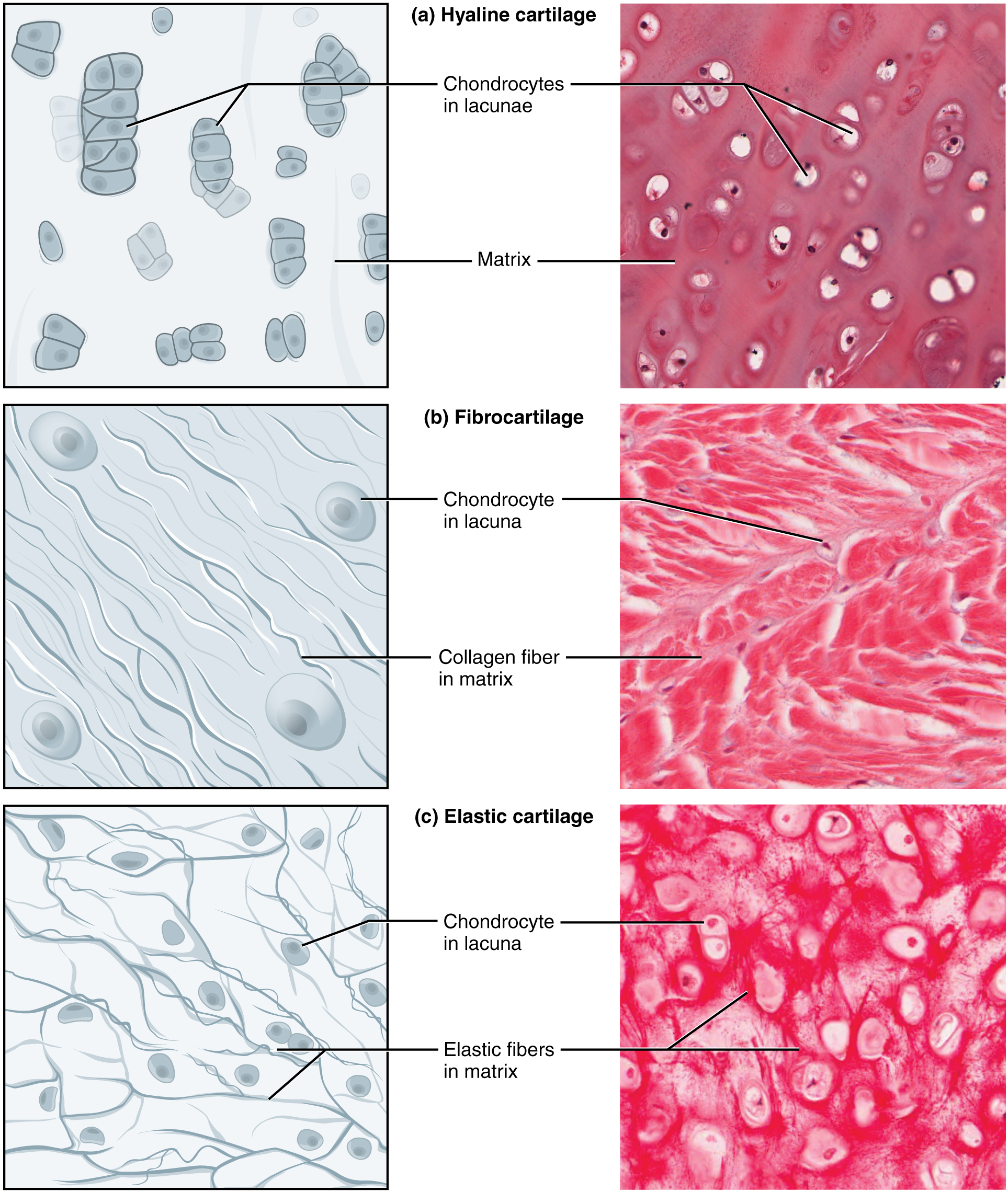 4.3 Connective Tissue Supports and Protects \u2013 Anatomy and Physiology