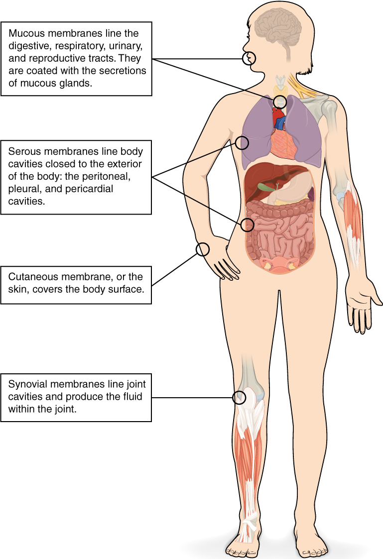 This illustrations shows the silhouette of a human female from an anterior view. Several organs are showing in her neck, thorax, abdomen left arm and right leg. Text boxes point out and describe the mucous membranes in several different organs. The topmost box points to the mouth and trachea. It states that mucous membranes line the digestive, respiratory, urinary and reproductive tracts. They are coated with the secretions of mucous glands. The second box points to the outside edge of the lungs as well as the large intestine and states that serous membranes line body cavities that are closed to the exterior of the body, including the peritoneal, pleural and pericardial cavities. The third box points to the skin of the hand. It states that cutaneous membrane, also known as the skin, covers the body surface. The fourth box points to the right knee. It states that synovial membranes line joint cavities and produce the fluid within the joint.