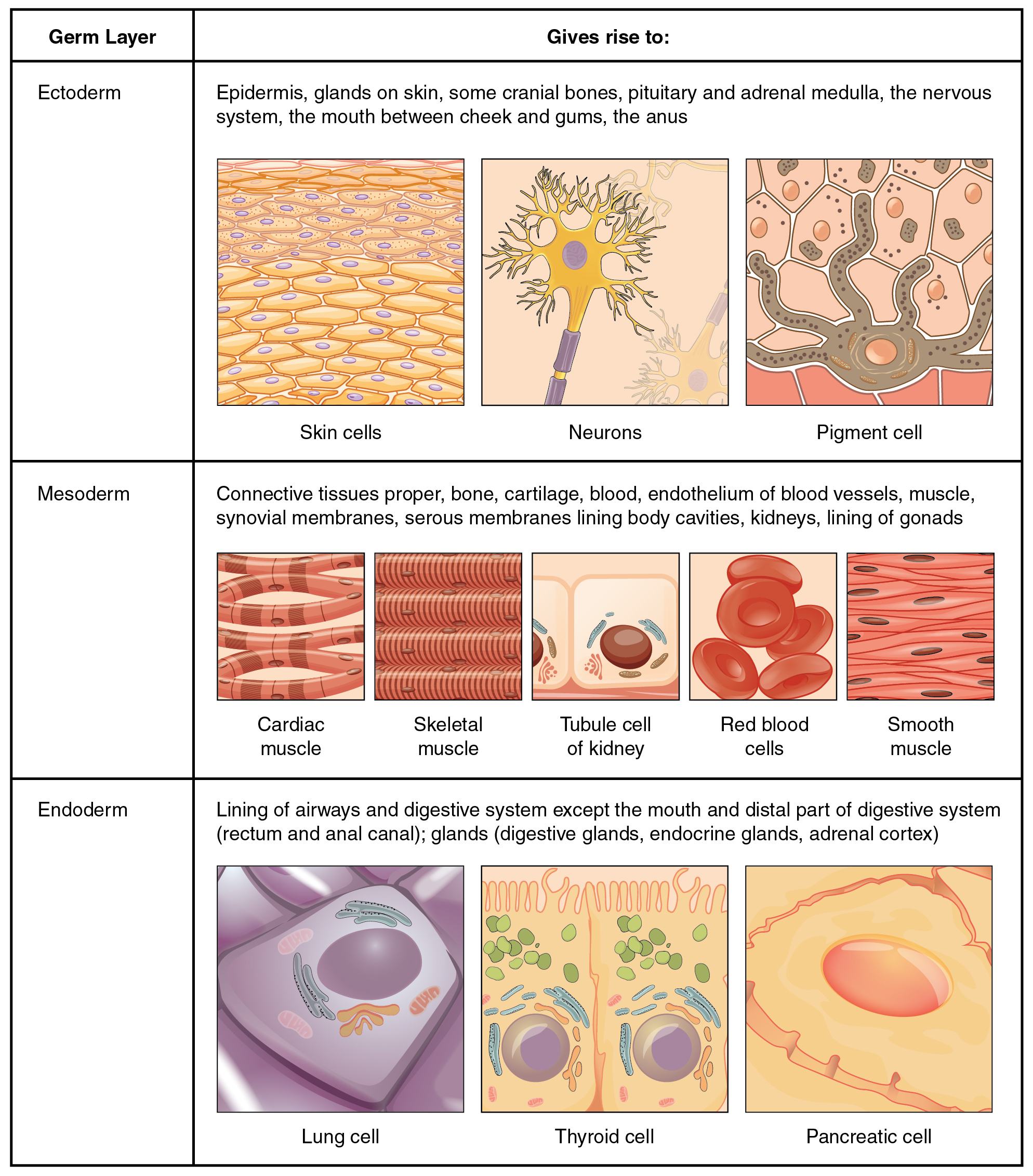 Body Regeneration Chart