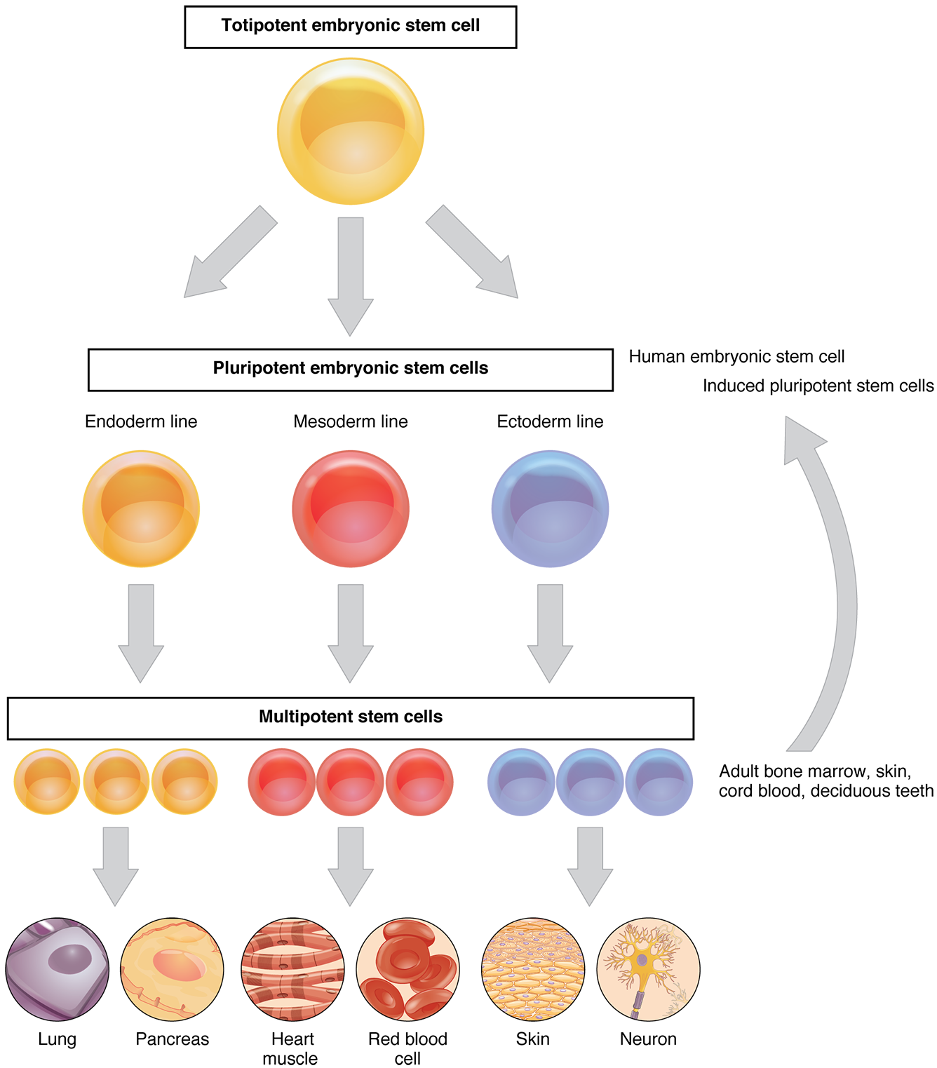 how are genes involved in specialization of cells