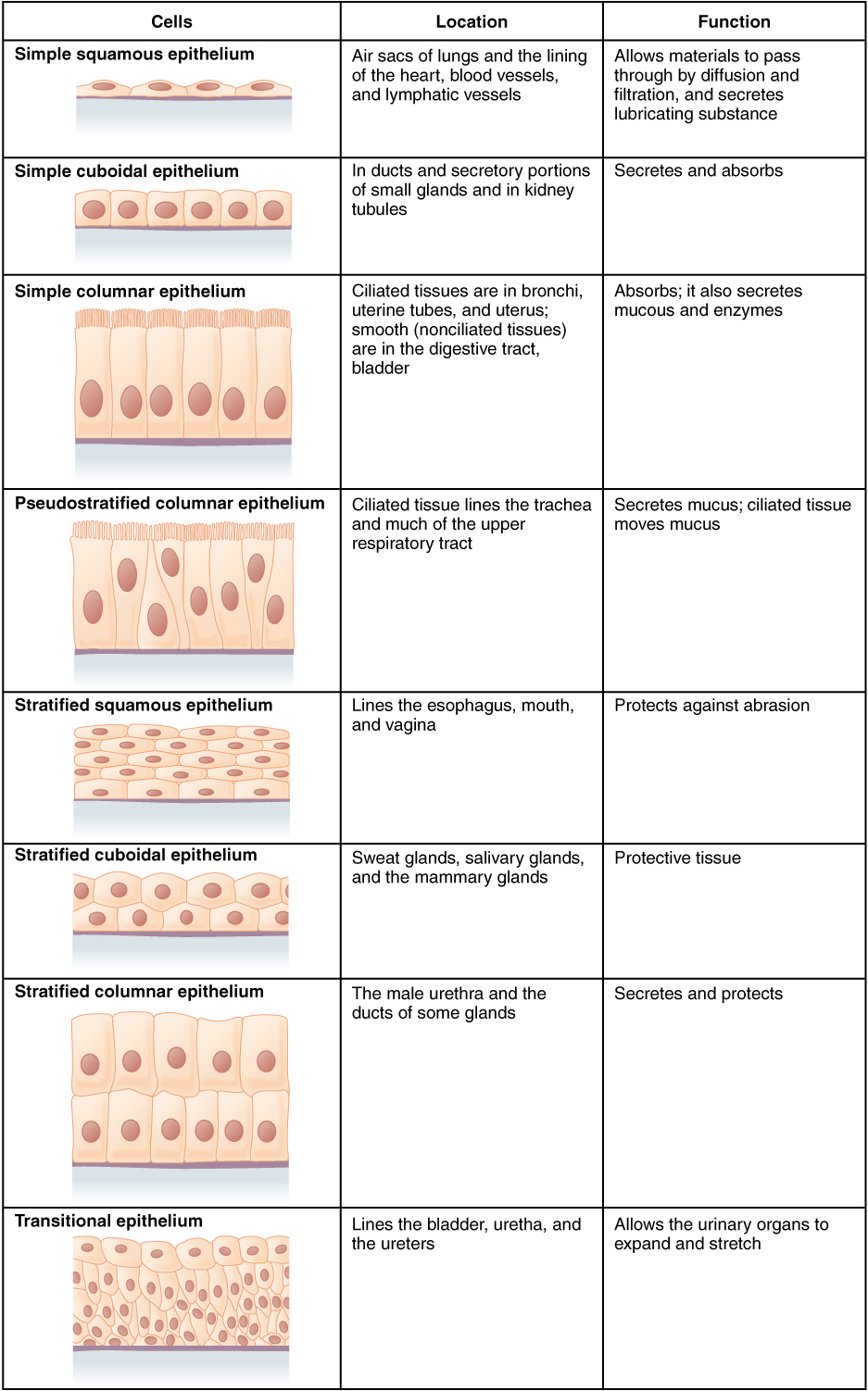 4.2 Epithelial Tissue – Anatomy and Physiology