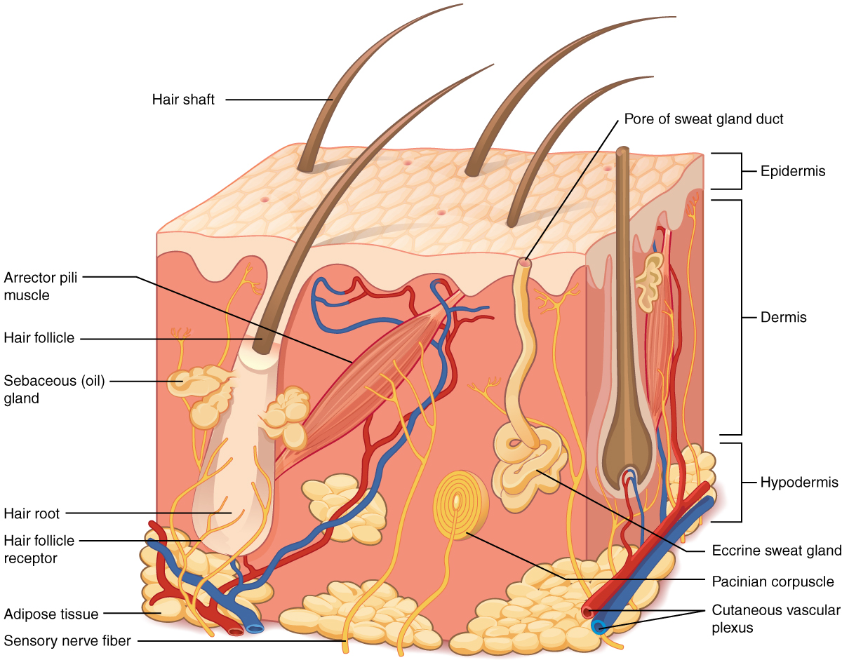 How many cell layers is the lower epidermis composed of?