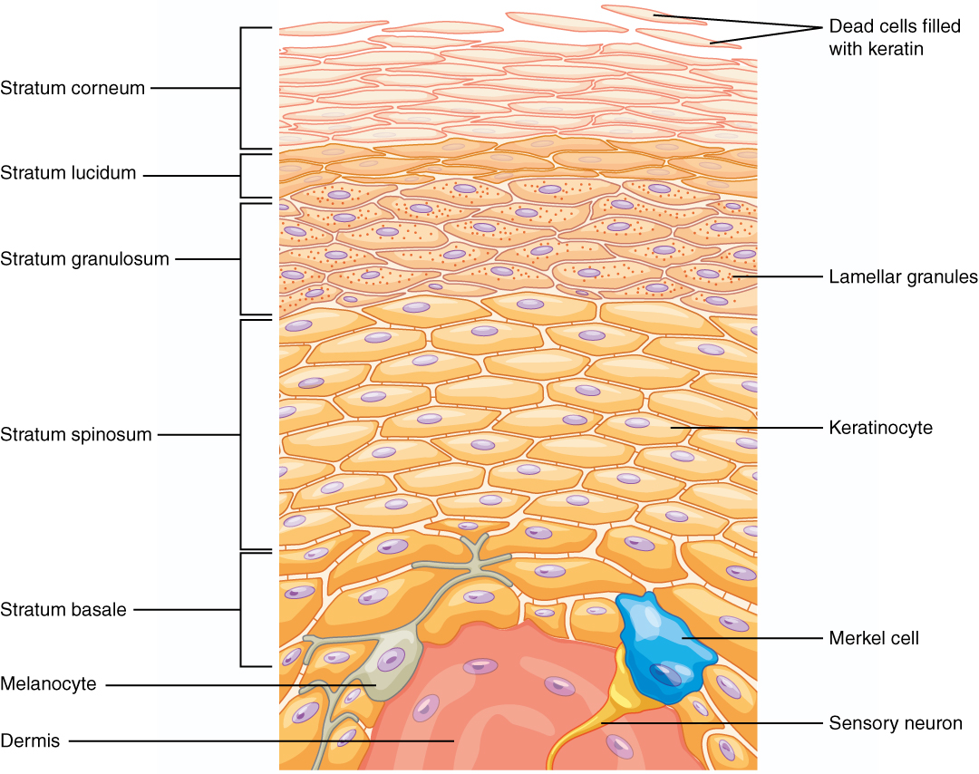 layers of epidermis histology