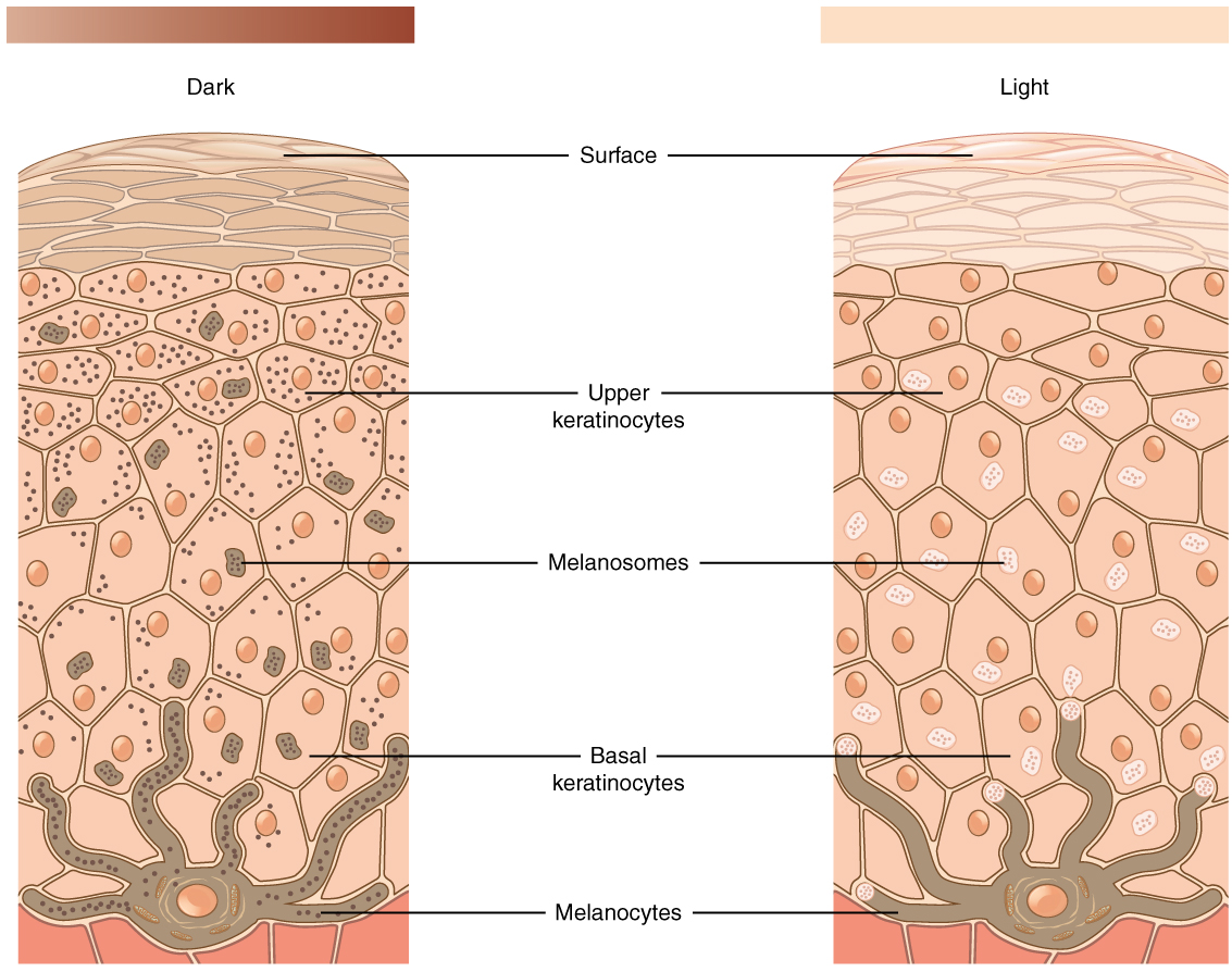 Skin Layer Chart