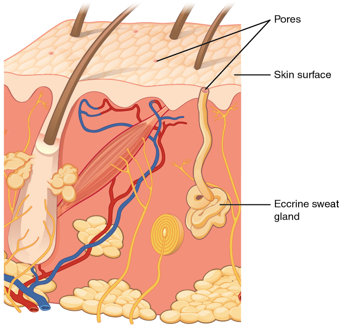 match the following exocrine gland with its structure intestinal glands