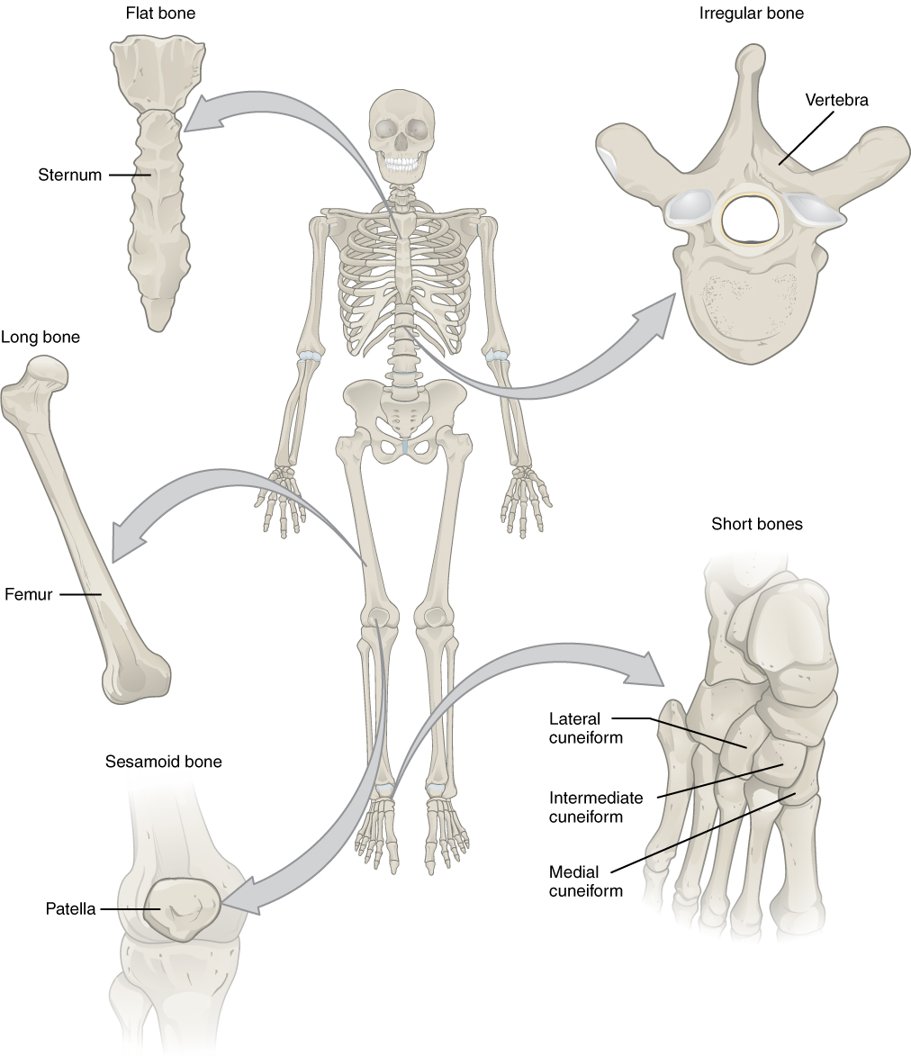 Bone Chart With Names