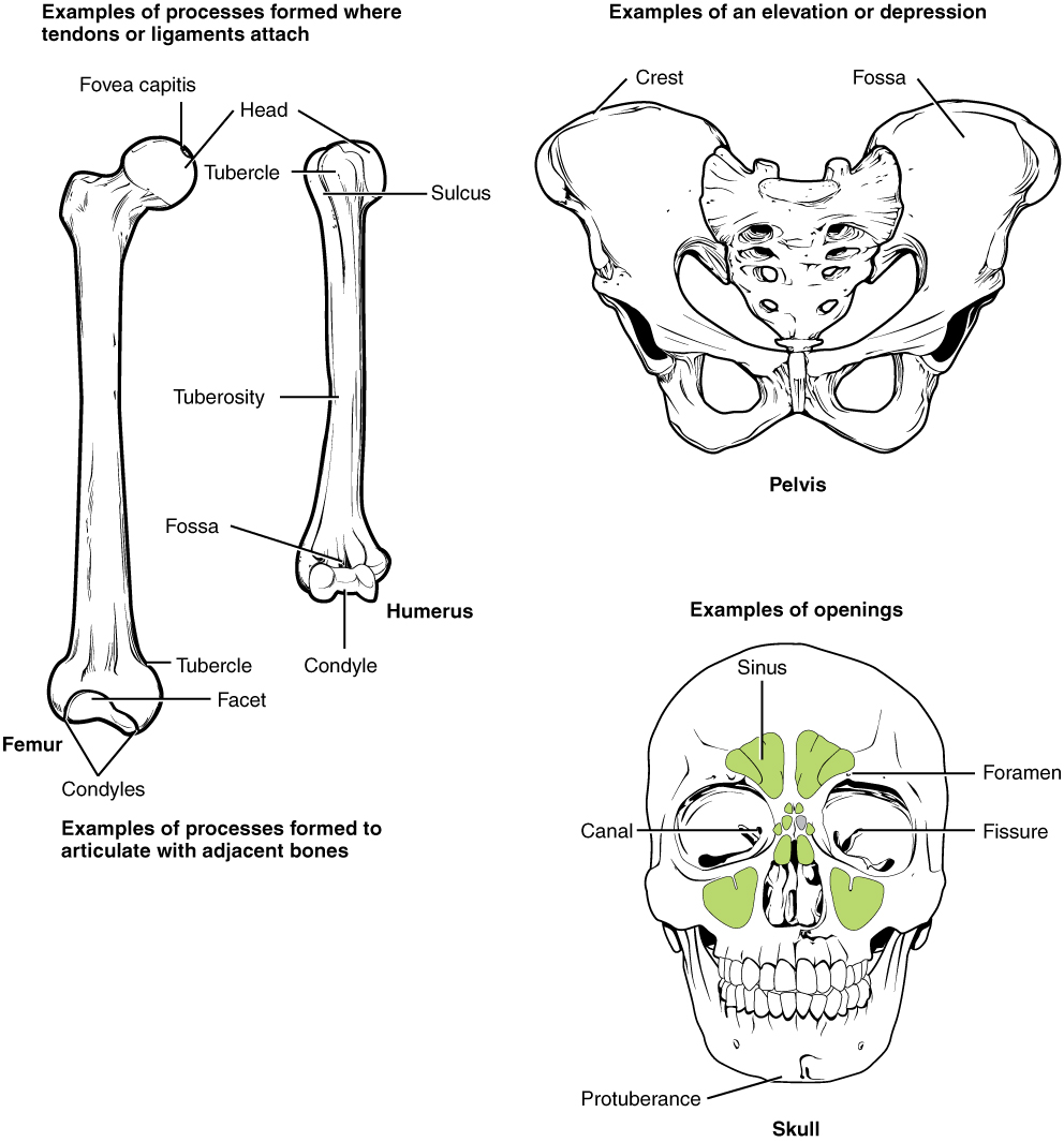 Complete anatomy 3 4 – anatomy learning platform examples answers