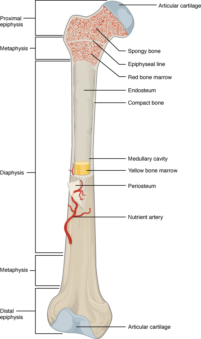 6.3 Bone Structure - Anatomy and Physiology