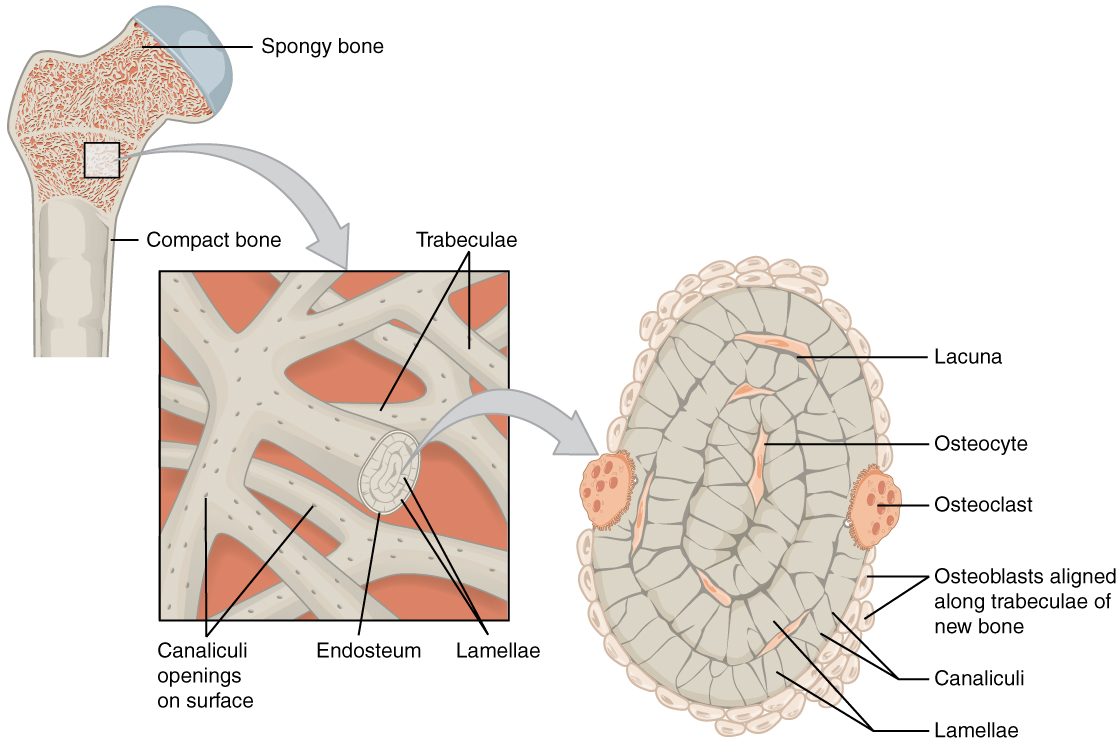 6.3 Bone Structure - Anatomy and Physiology