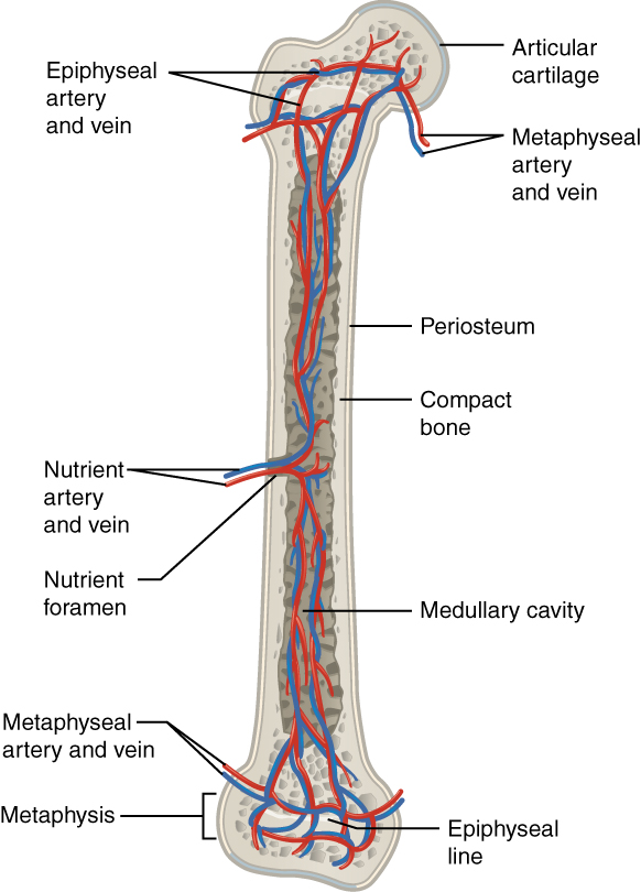 What is the structure and function of the compact bone ...